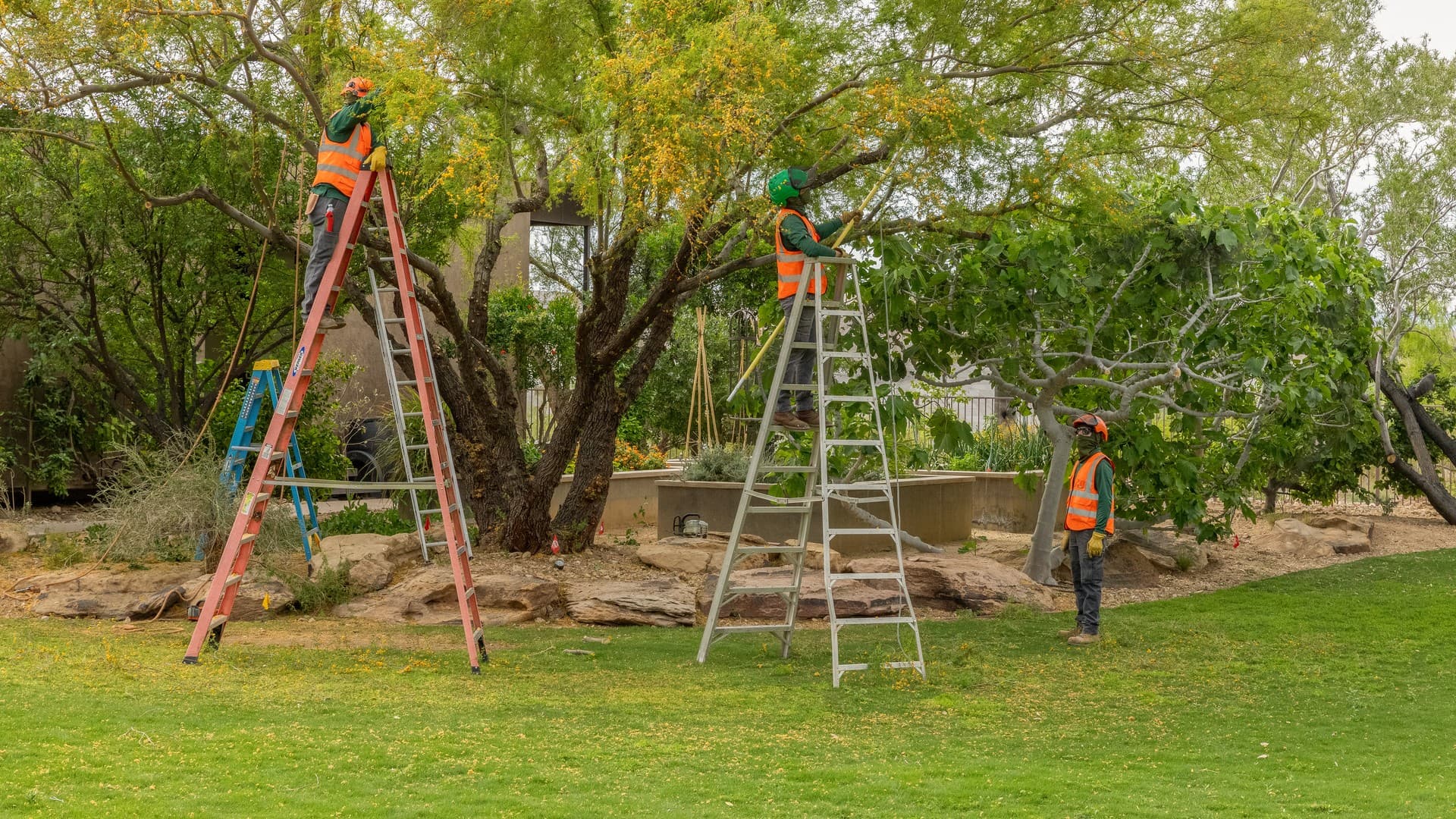 Tree Touching a Power Line in Las Vegas: What to Do