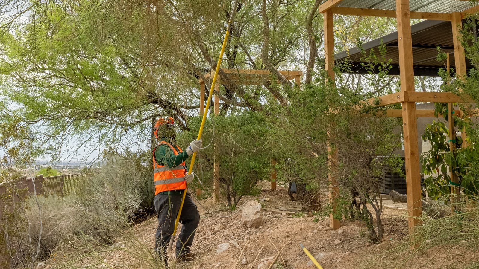 A Benjamin's Tree Service arborist assessing a mesquite canopy on a hillside property overlooking the Las Vegas Valley