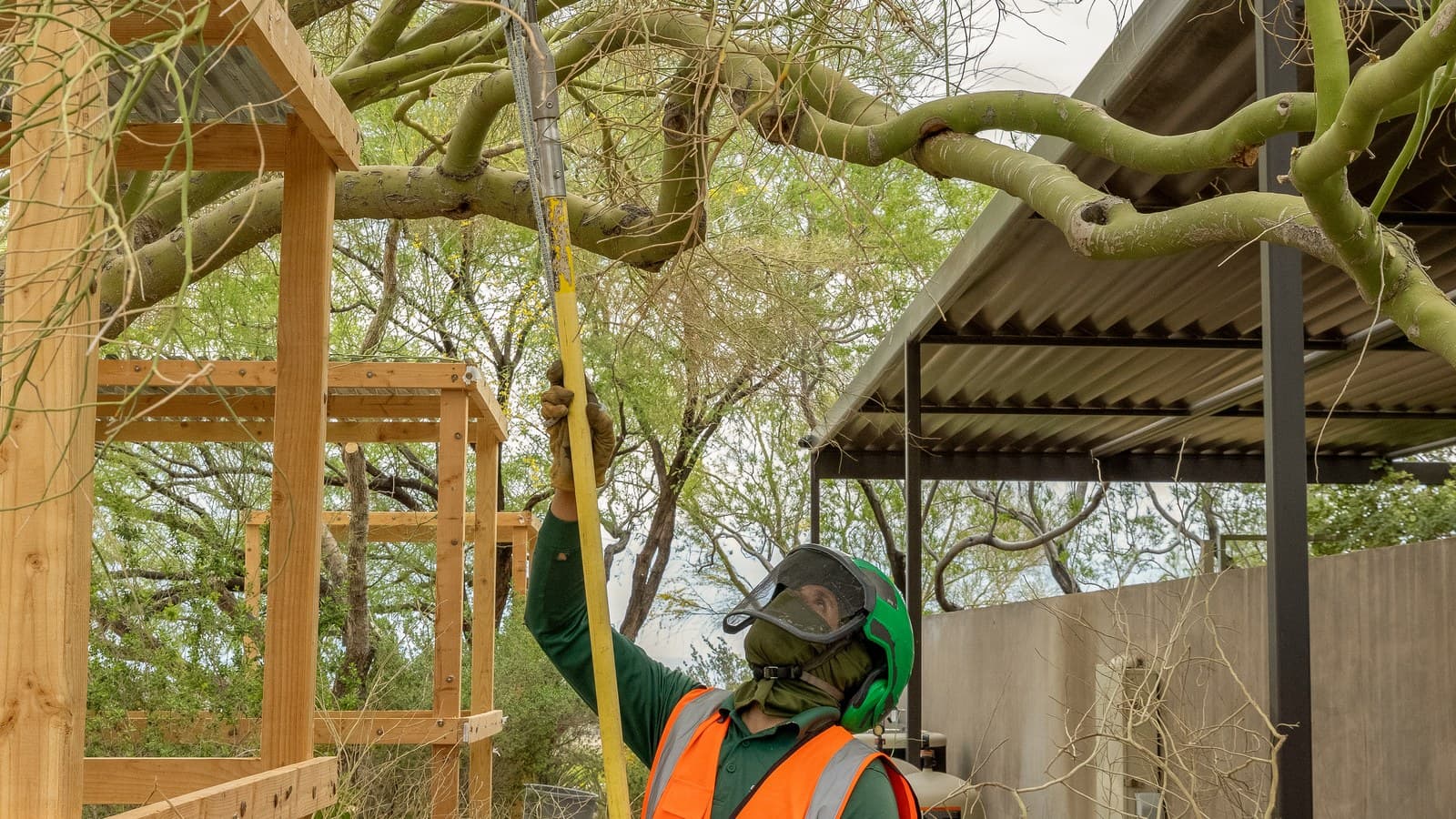Benjamin's Tree Service crew member with a pole saw pruning a mesquite branch overhead in a Las Vegas backyard