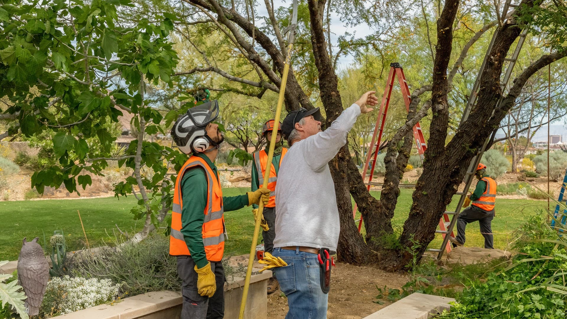 Tree Trimming Cost in Las Vegas: Your 2026 Price Guide