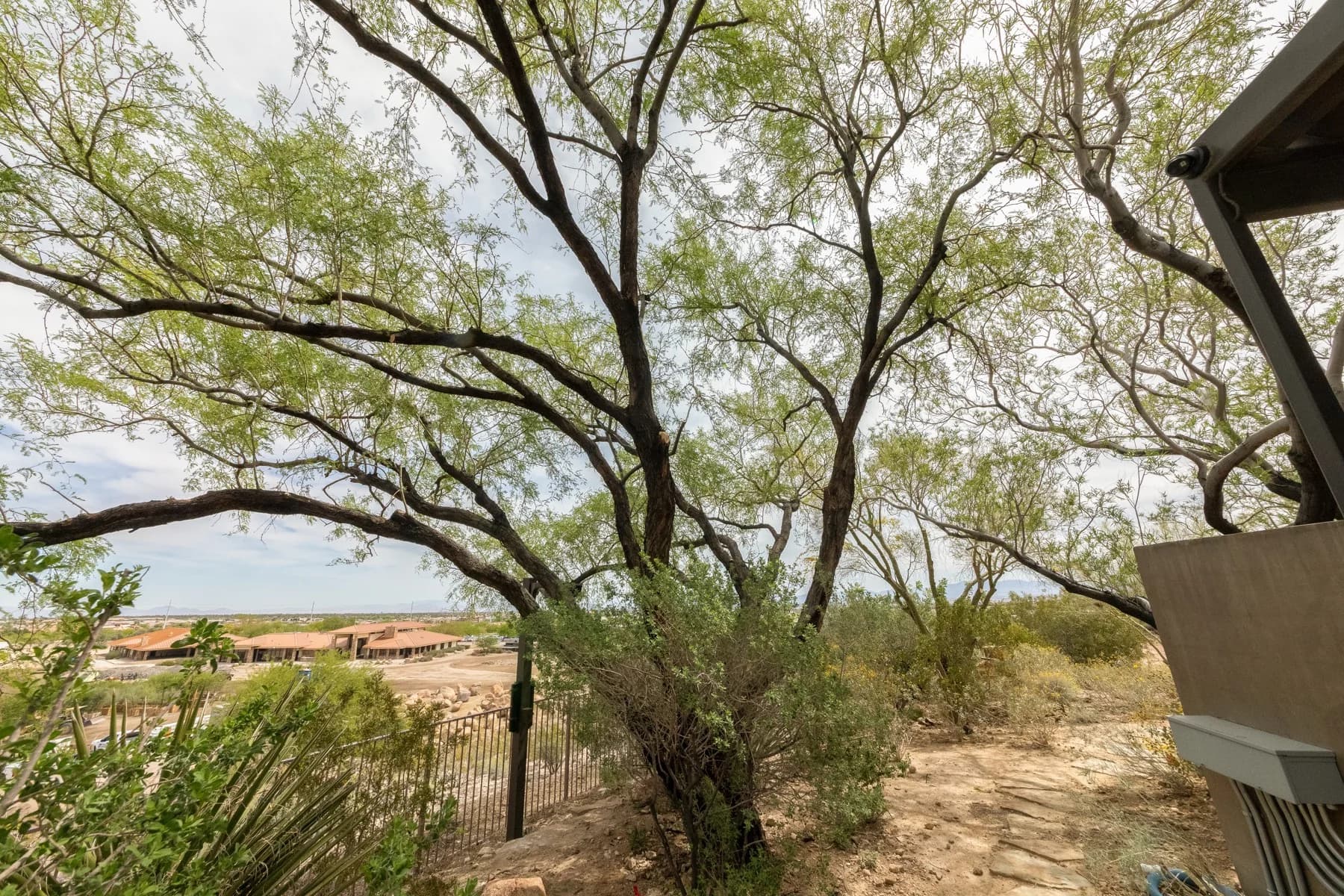 Tree service project in Las Vegas - photo 84