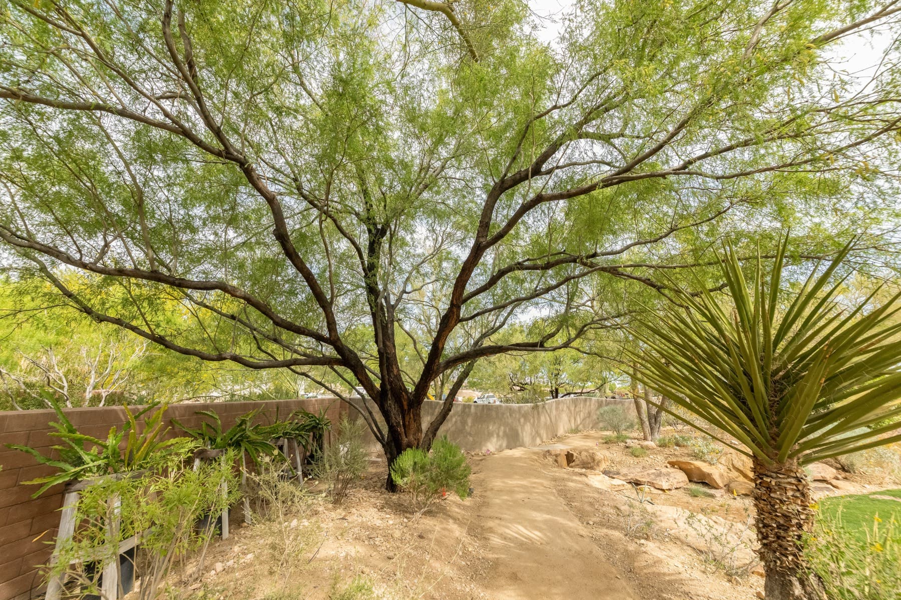 Tree service project in Las Vegas - photo 82
