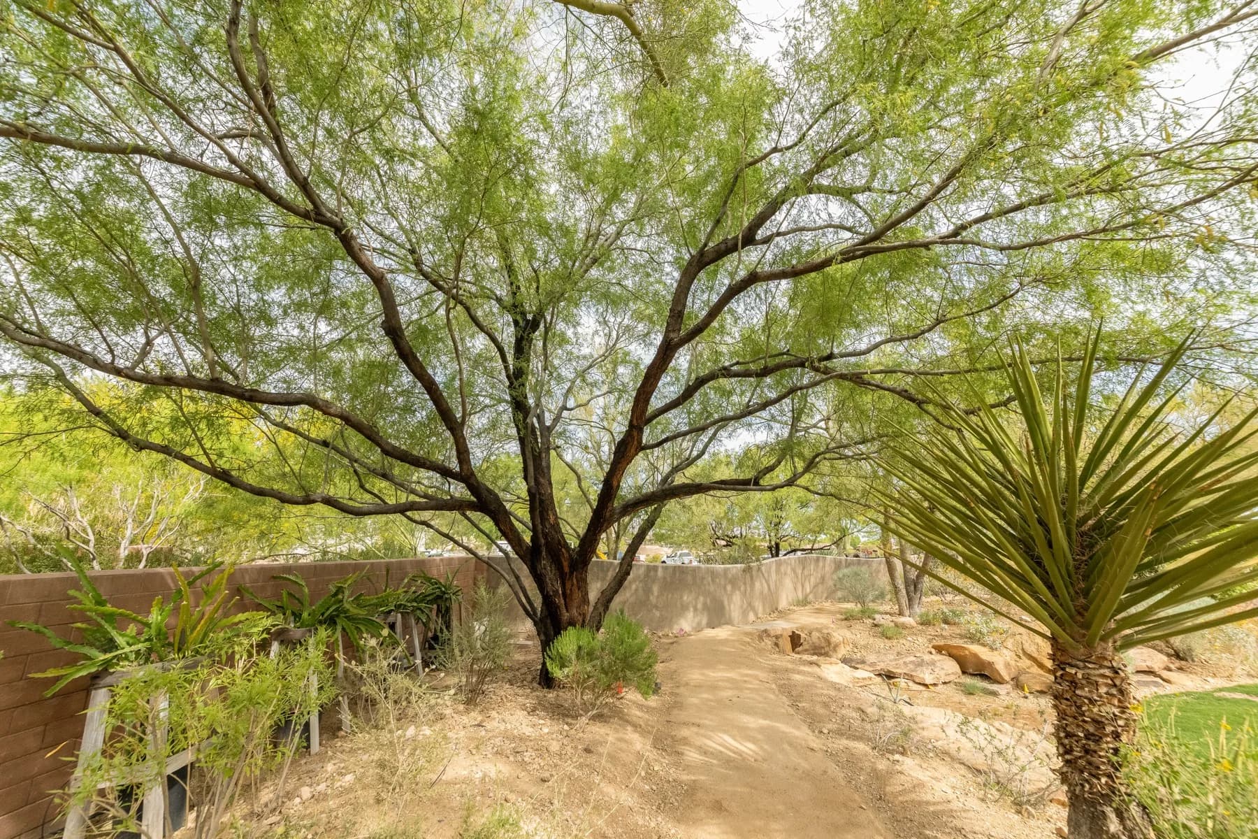 Residential tree trimming service in Anthem, NV