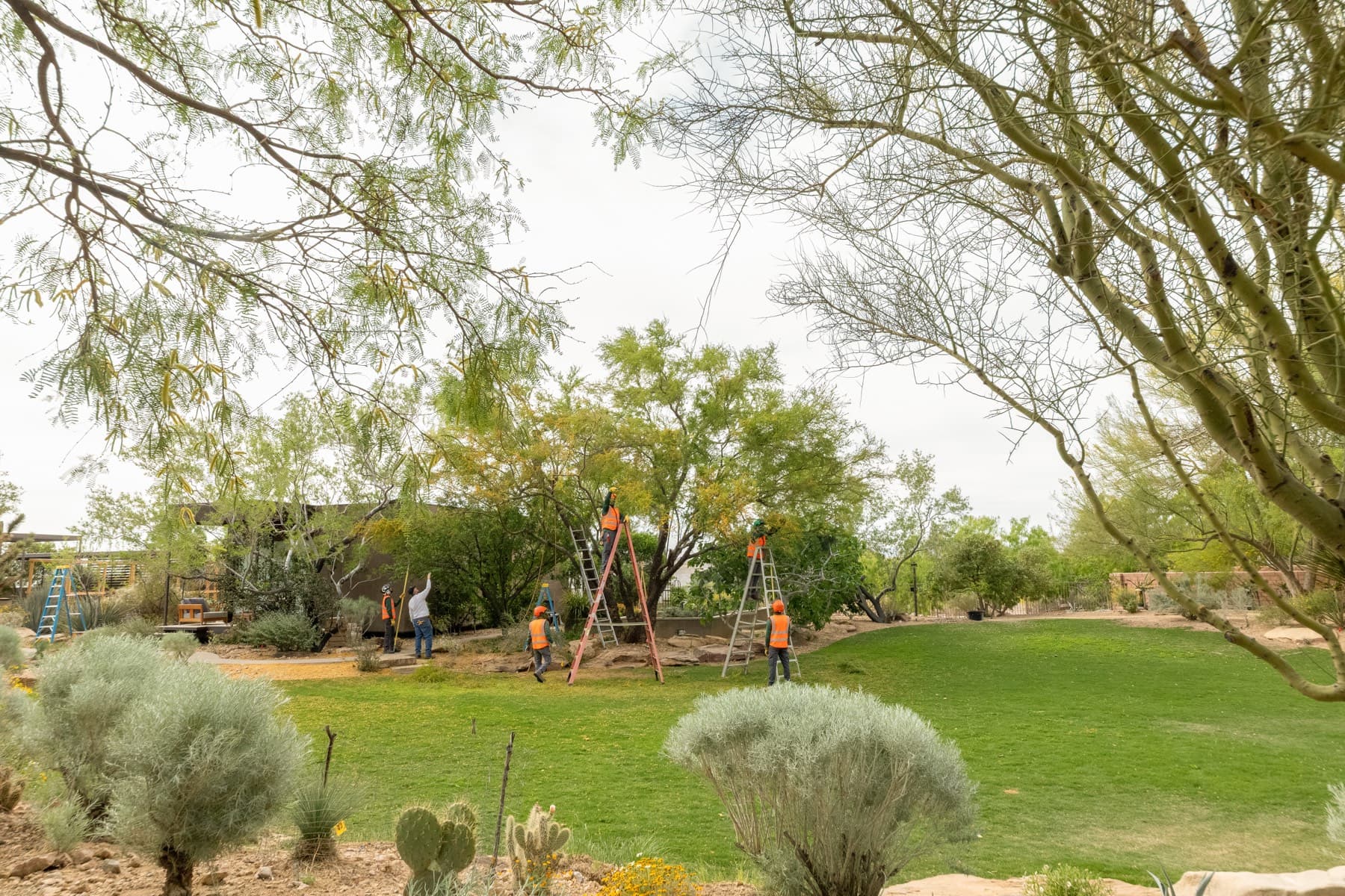 Tree service project in Las Vegas - photo 16