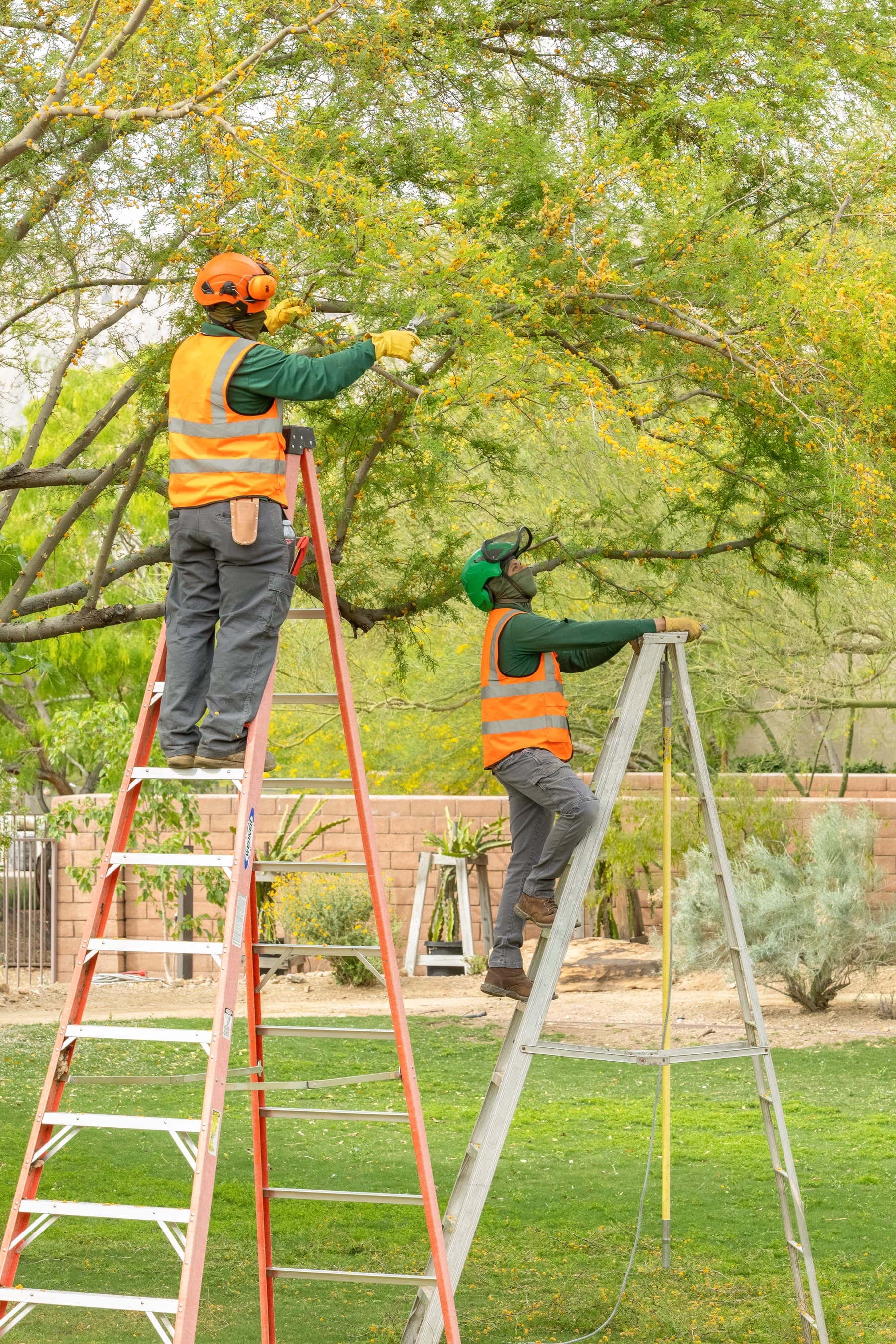 Tree service project in Las Vegas - photo 33