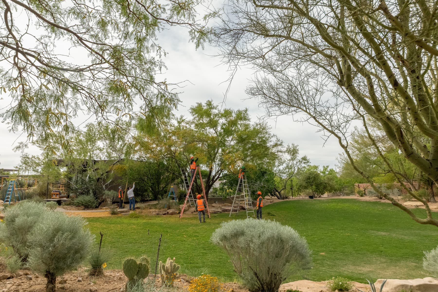 Tree service project in Las Vegas - photo 64