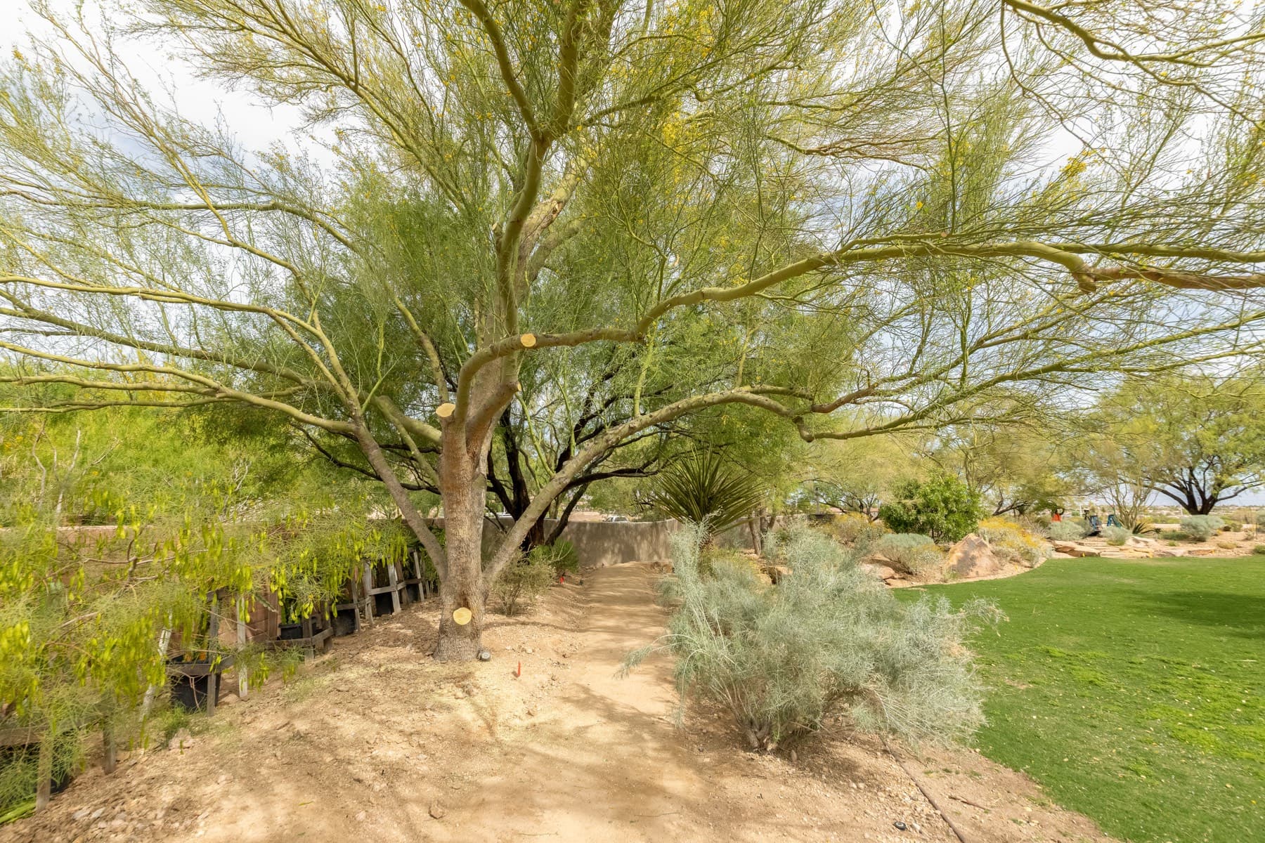 Tree service project in Las Vegas - photo 12