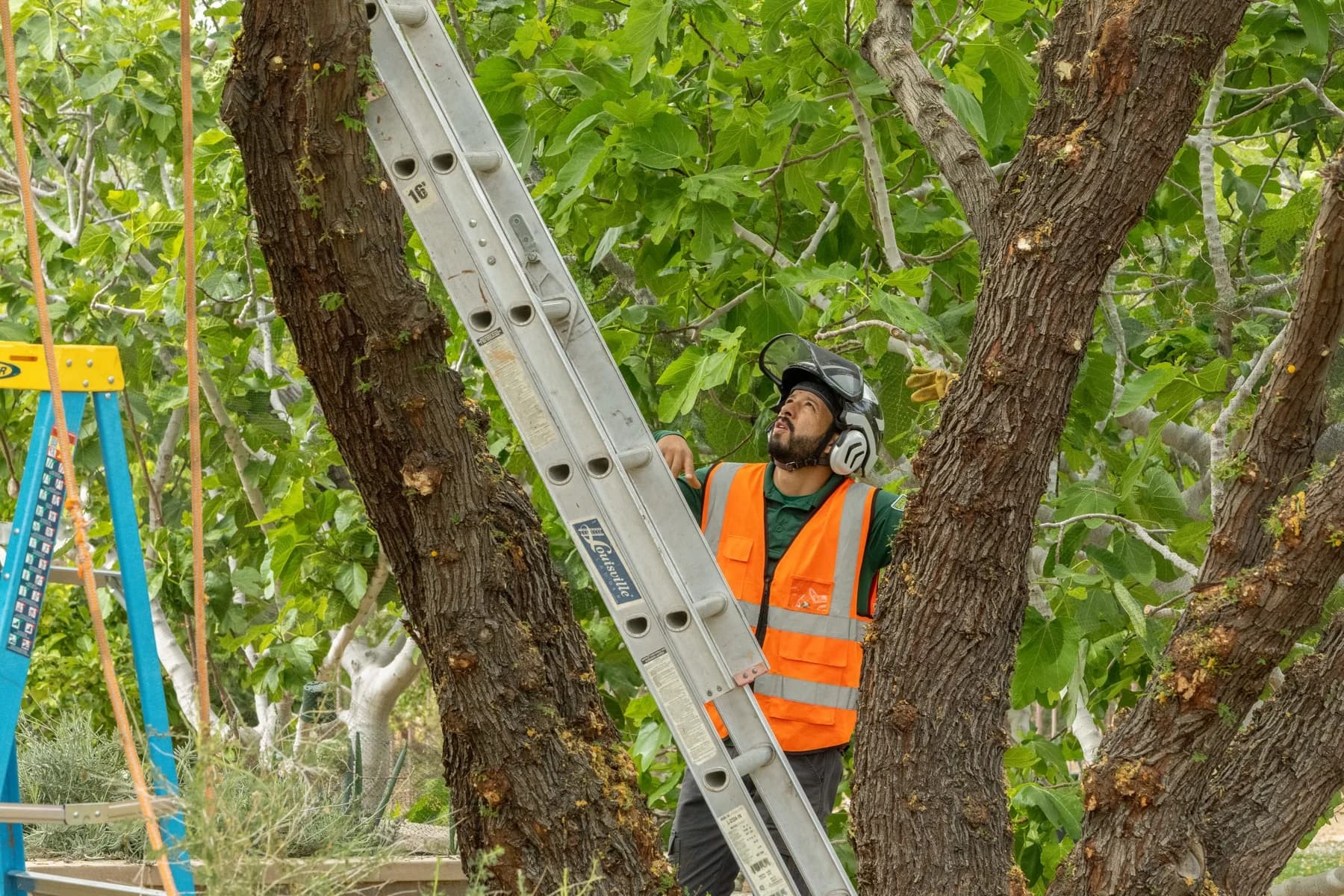 Benjamin's Tree Service crew at work