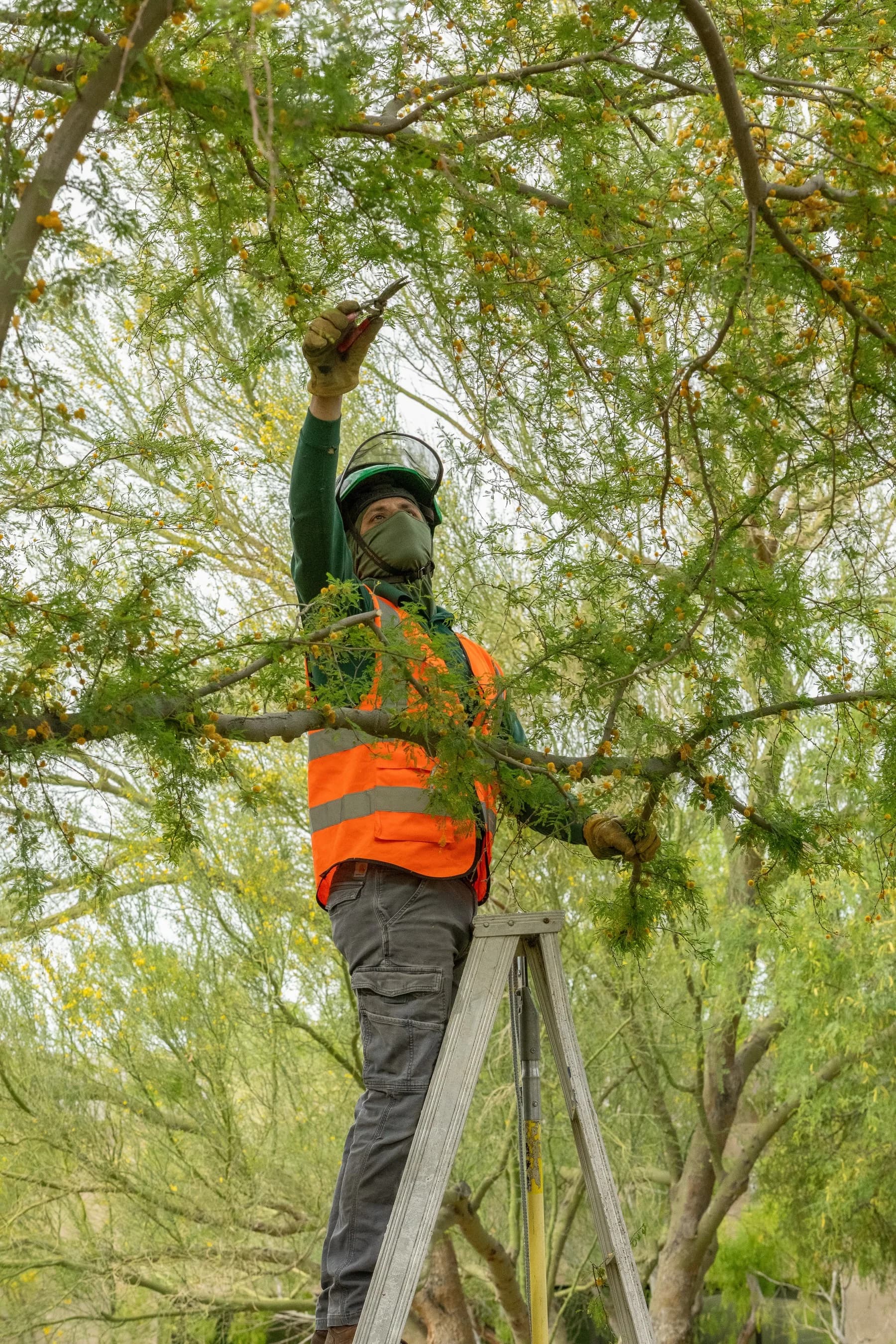 Tree service project in Las Vegas - photo 100