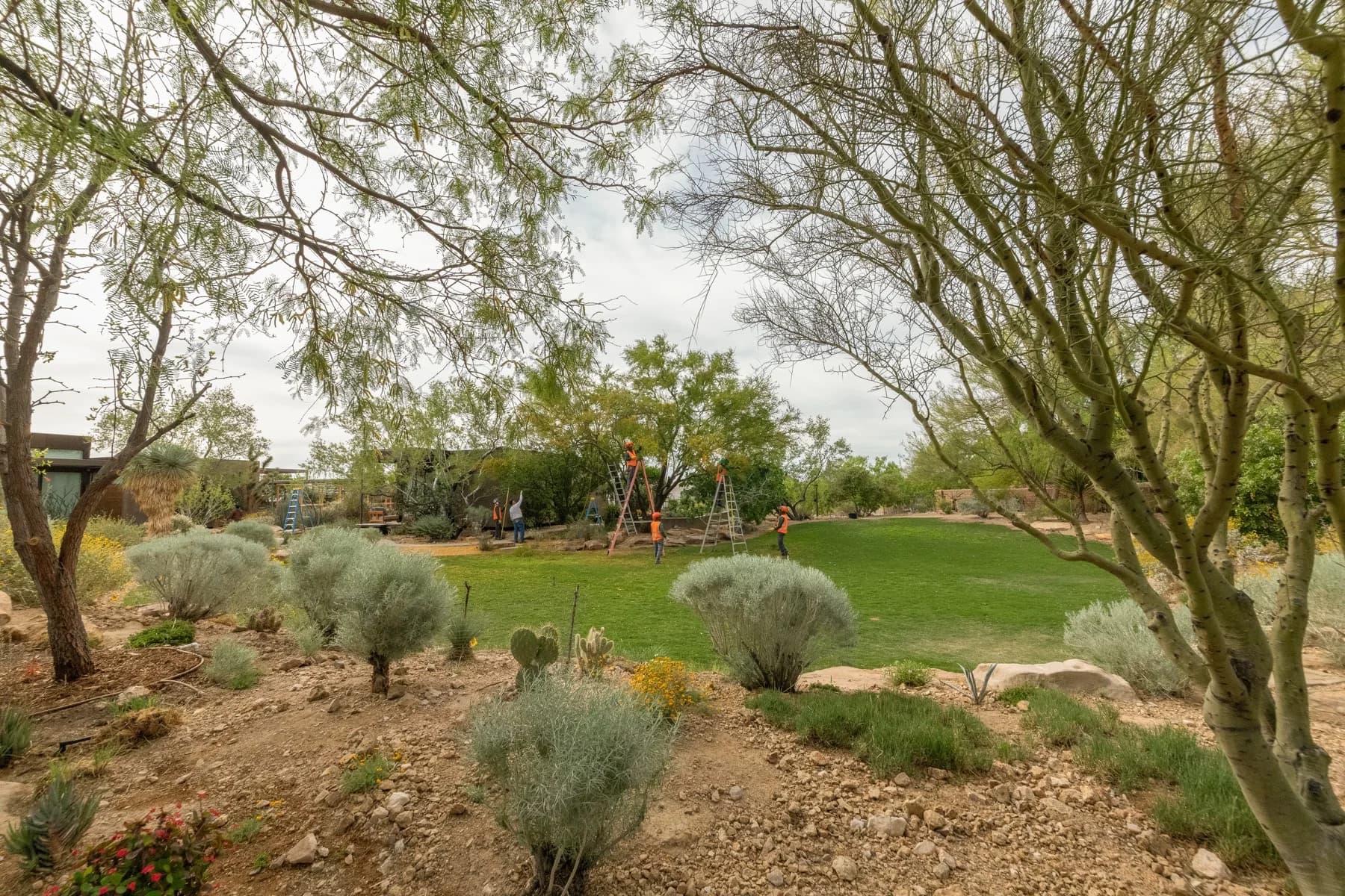 Tree service project in Las Vegas - photo 111