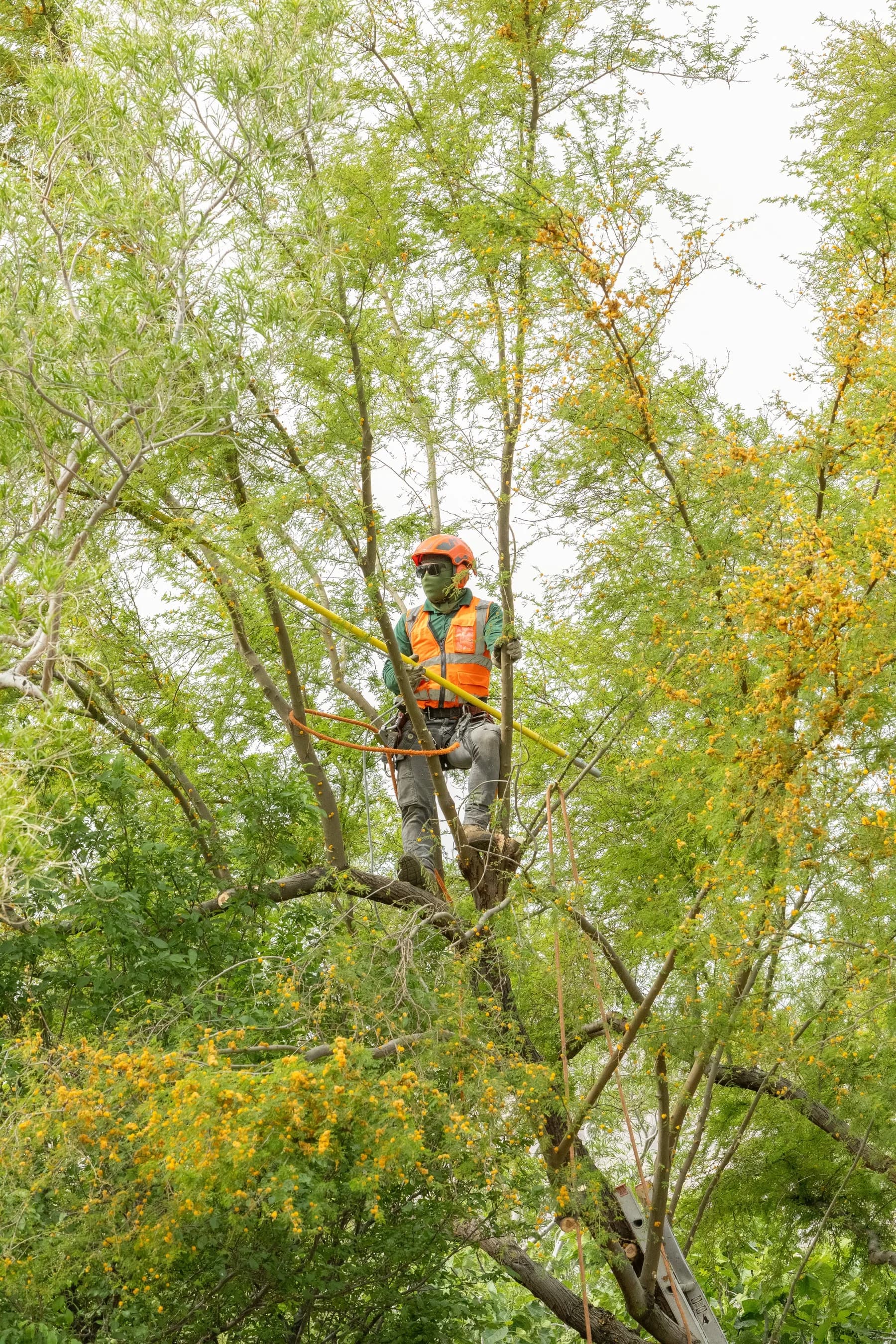 Professional arborist assessing tree health in the Las Vegas Valley