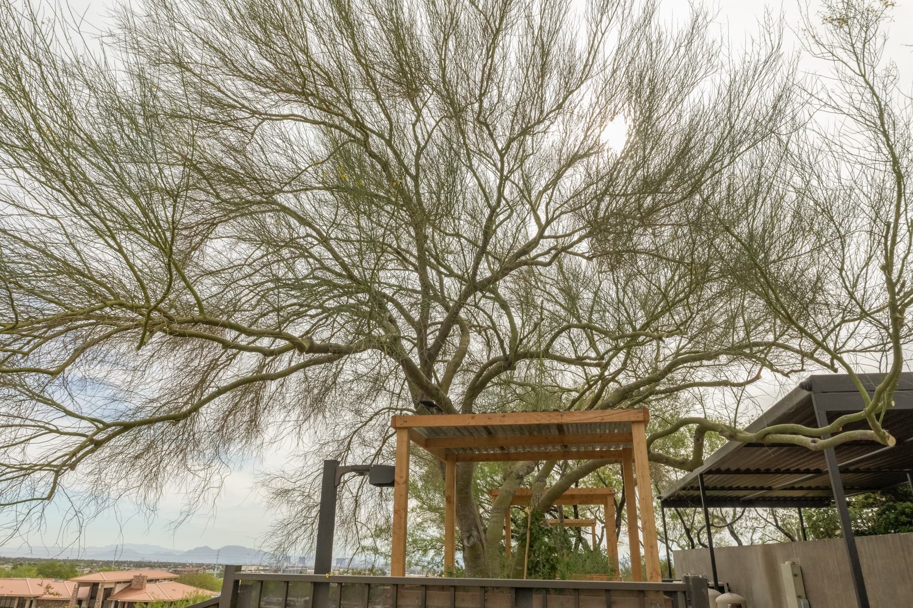 Tree service project in Las Vegas - photo 104