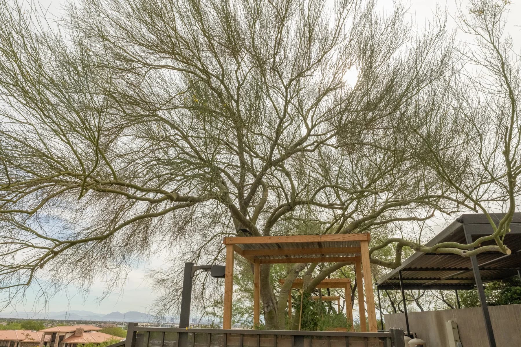 Tree service project in Las Vegas - photo 48