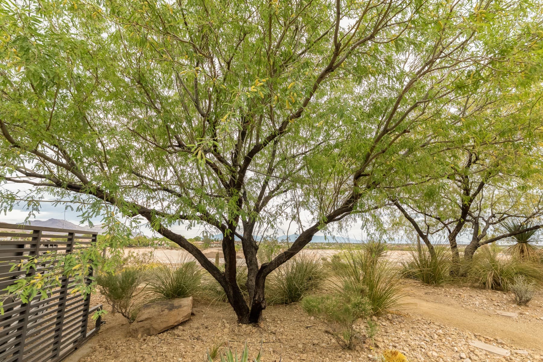 Tree service project in Las Vegas - photo 91
