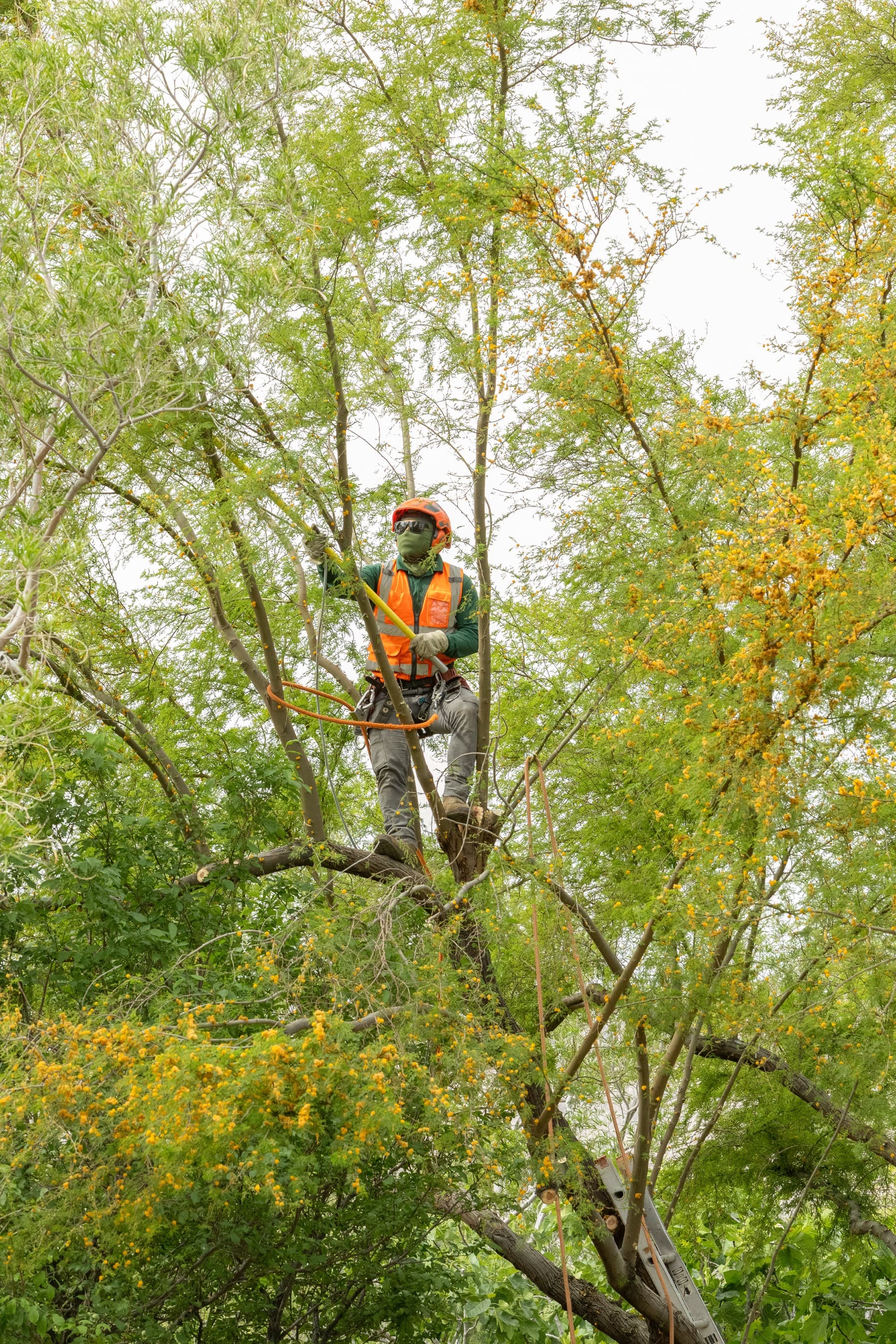 Tree service project in Las Vegas - photo 68