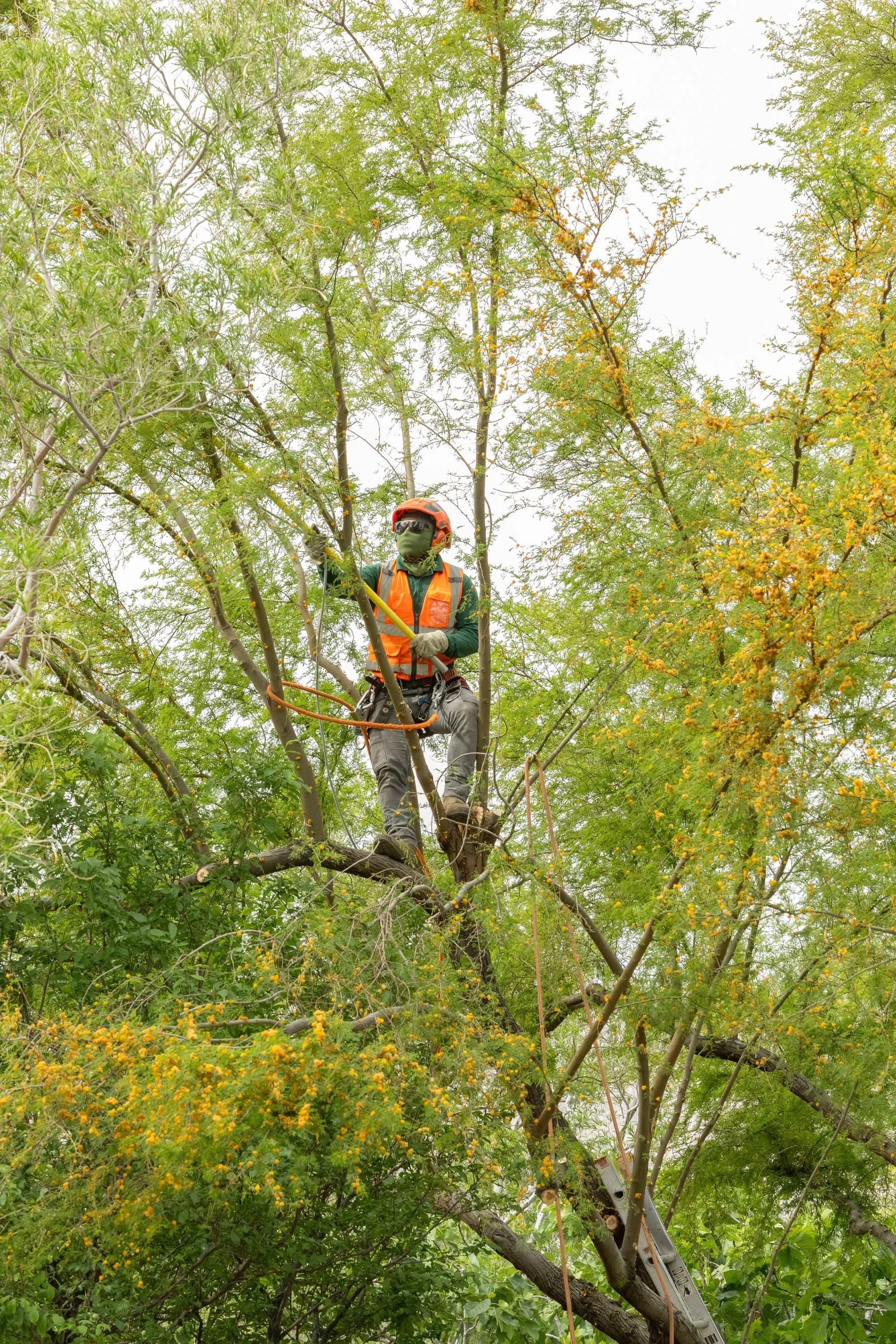 Palm canopy trimmed correctly above the 9-and-3 line