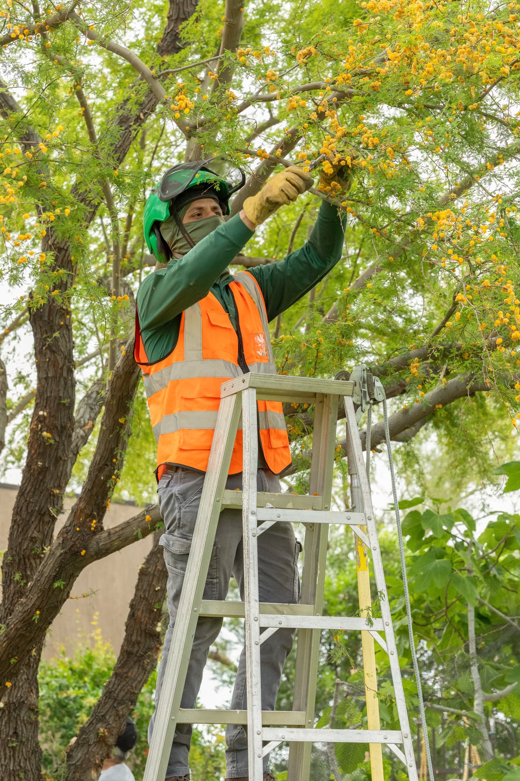 Tree service project in Las Vegas - photo 47
