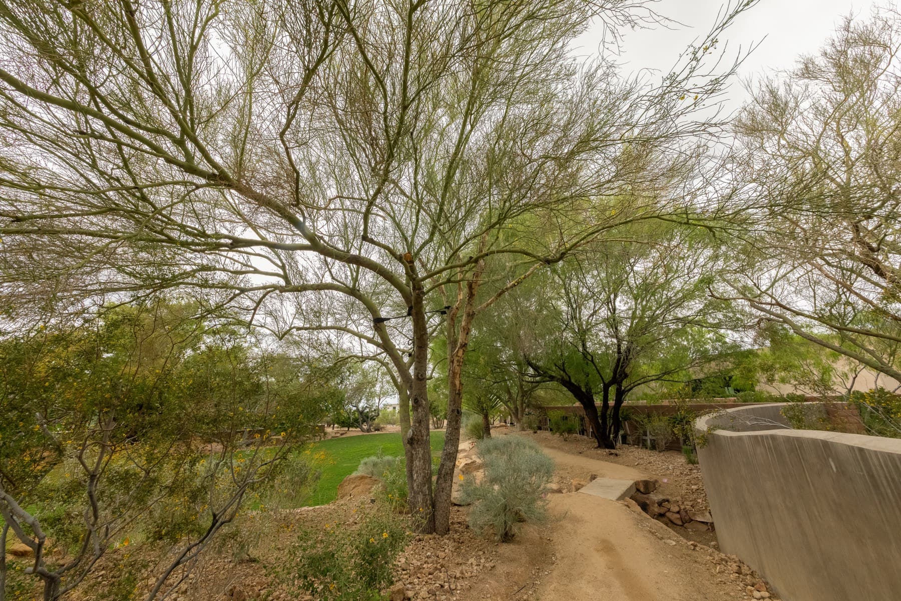 Tree service project in Las Vegas - photo 69