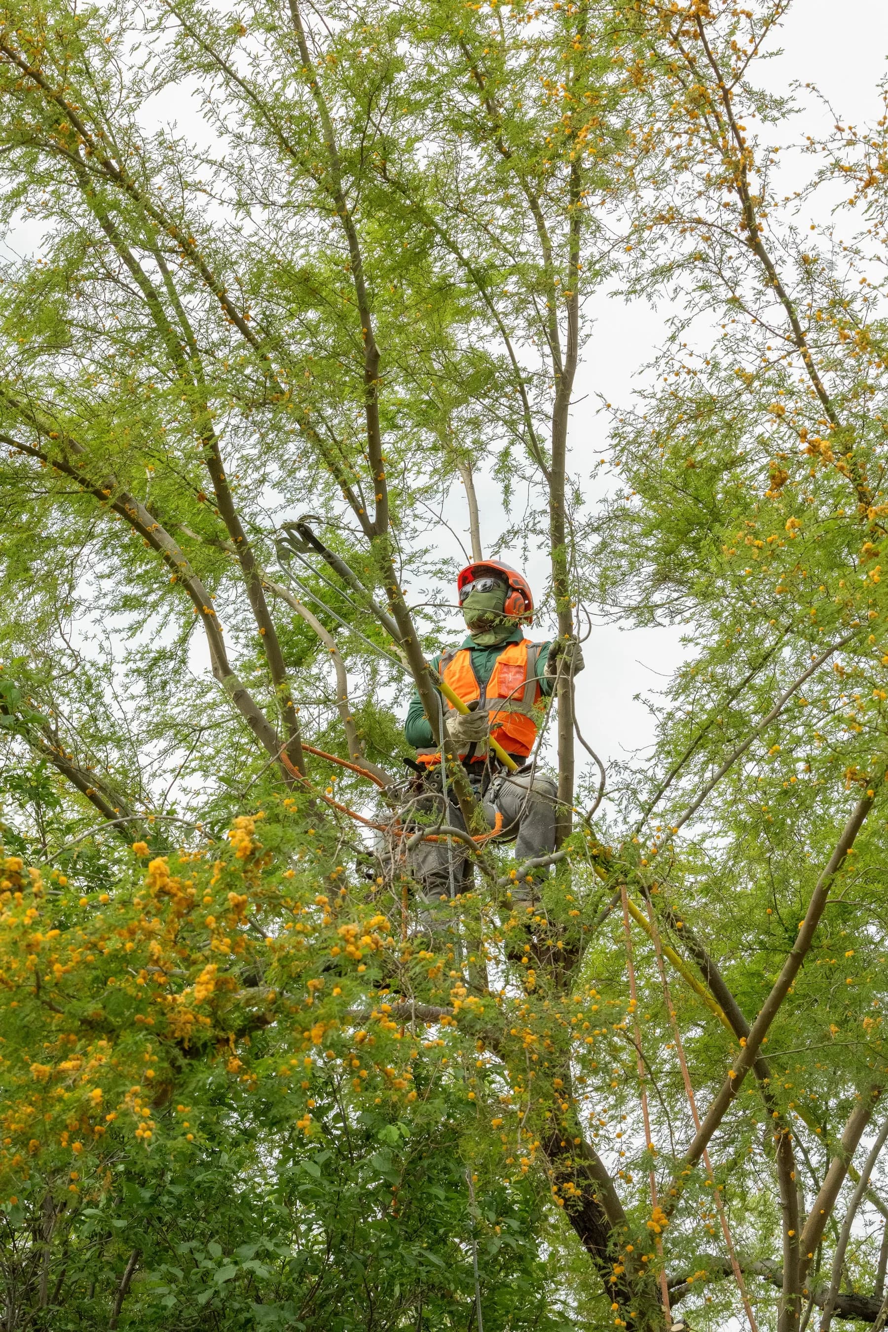 Palm Tree Trimming in Las Vegas: When, Why, and How to Keep Your Palms Healthy in the Desert