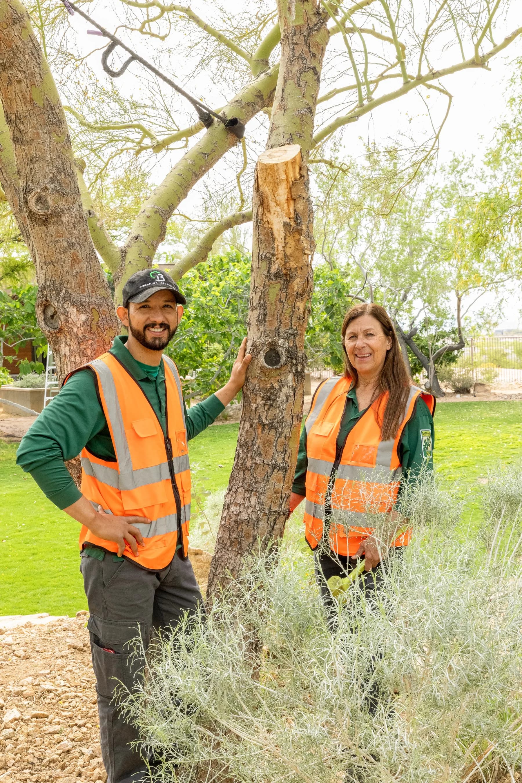 How Tree Roots Damage Las Vegas Properties and What You Can Do About It