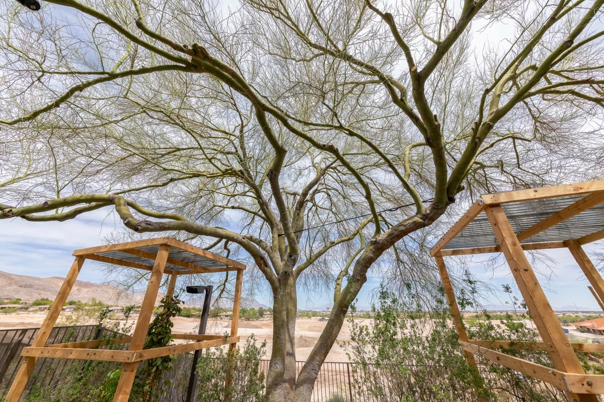 Tree service project in Las Vegas - photo 83