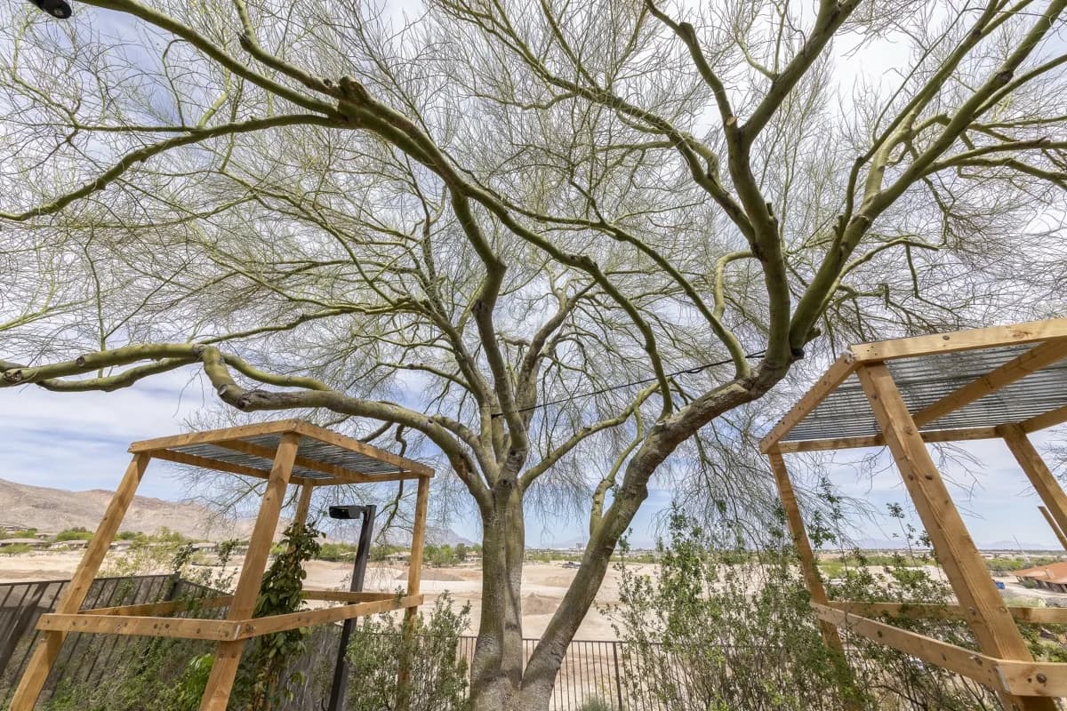 Tree service project in Las Vegas - photo 21