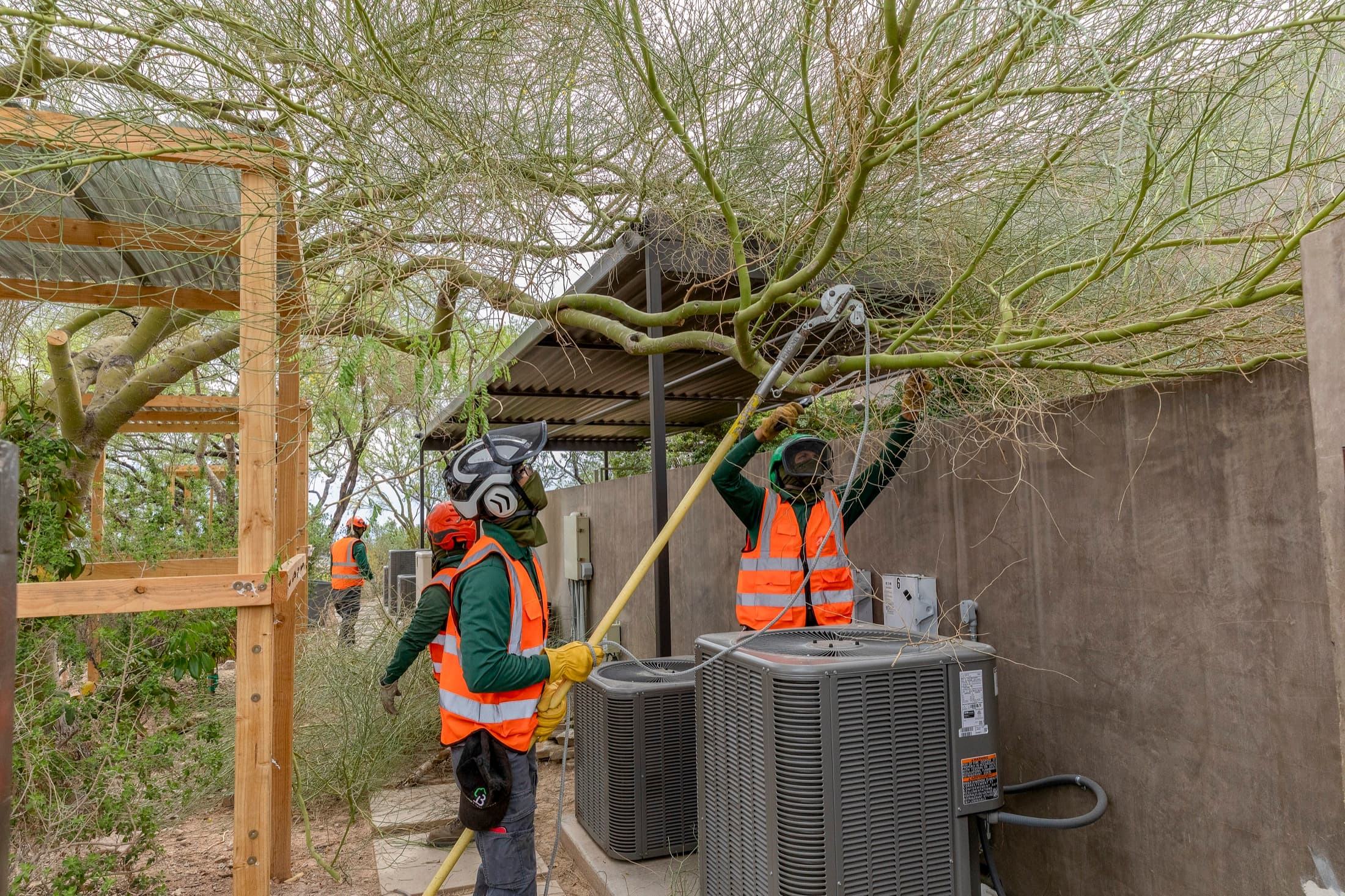 Tree service project in Las Vegas - photo 18