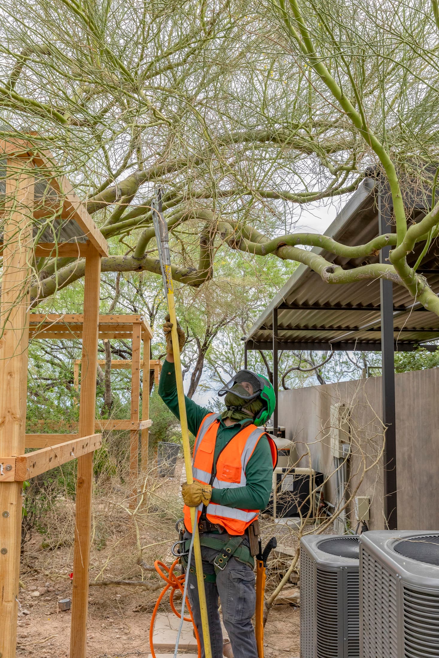 Recently trimmed fan palms in a Las Vegas residential landscape