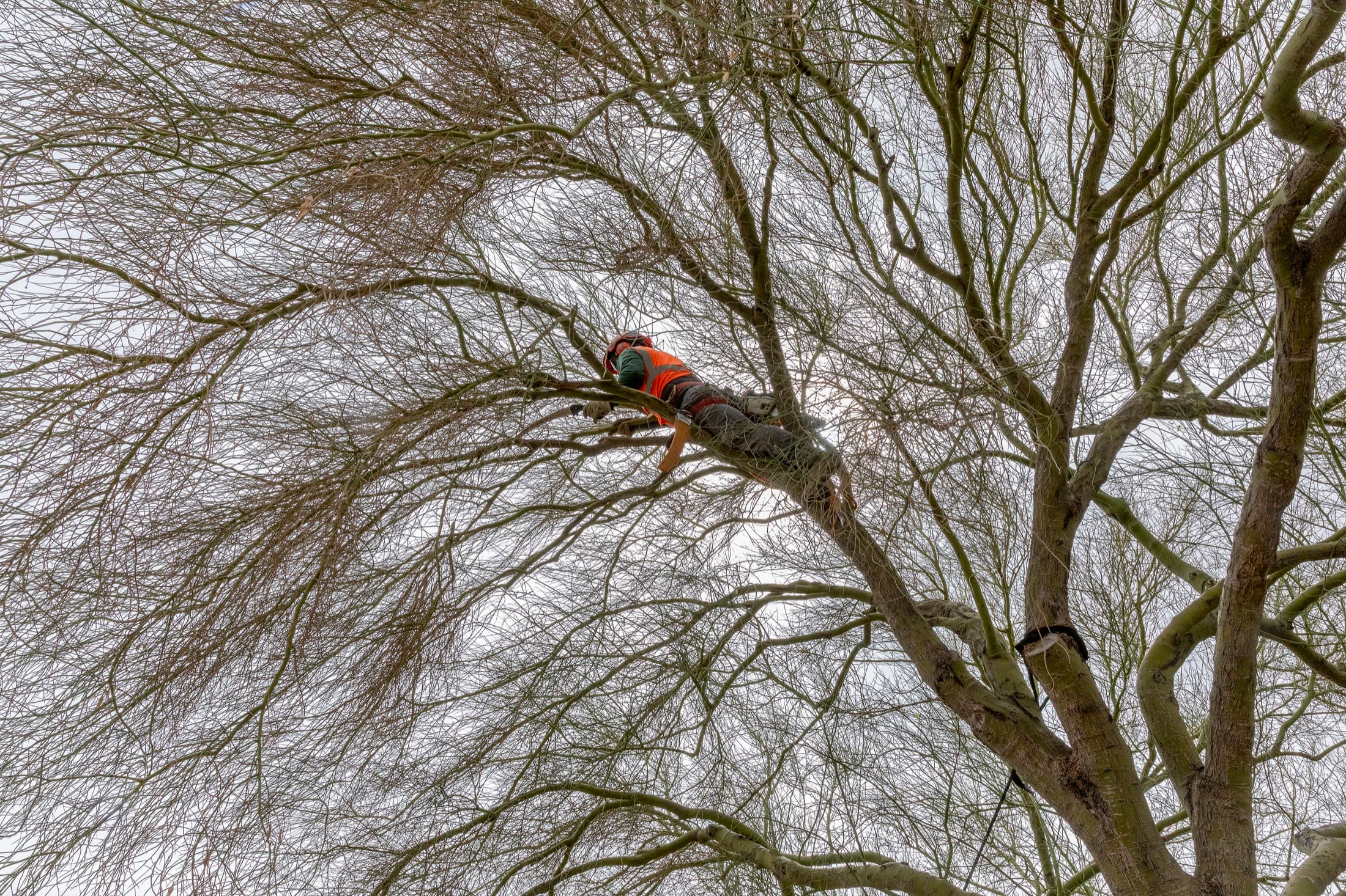 Tree service project in Las Vegas - photo 38