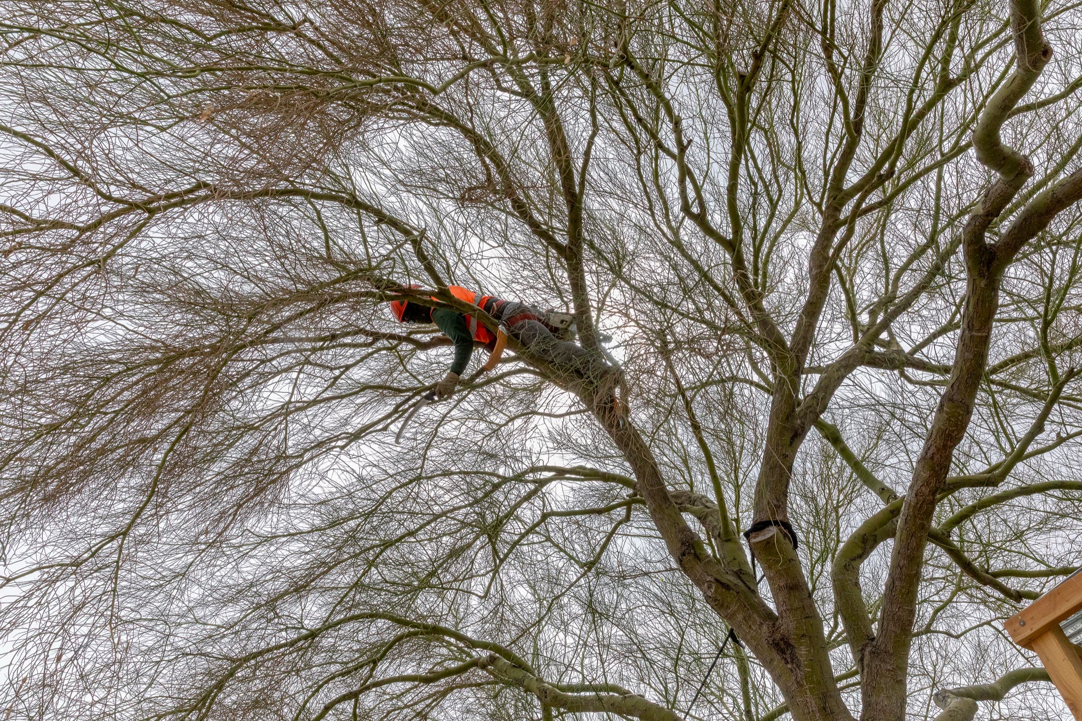 Tree service project in Las Vegas - photo 22