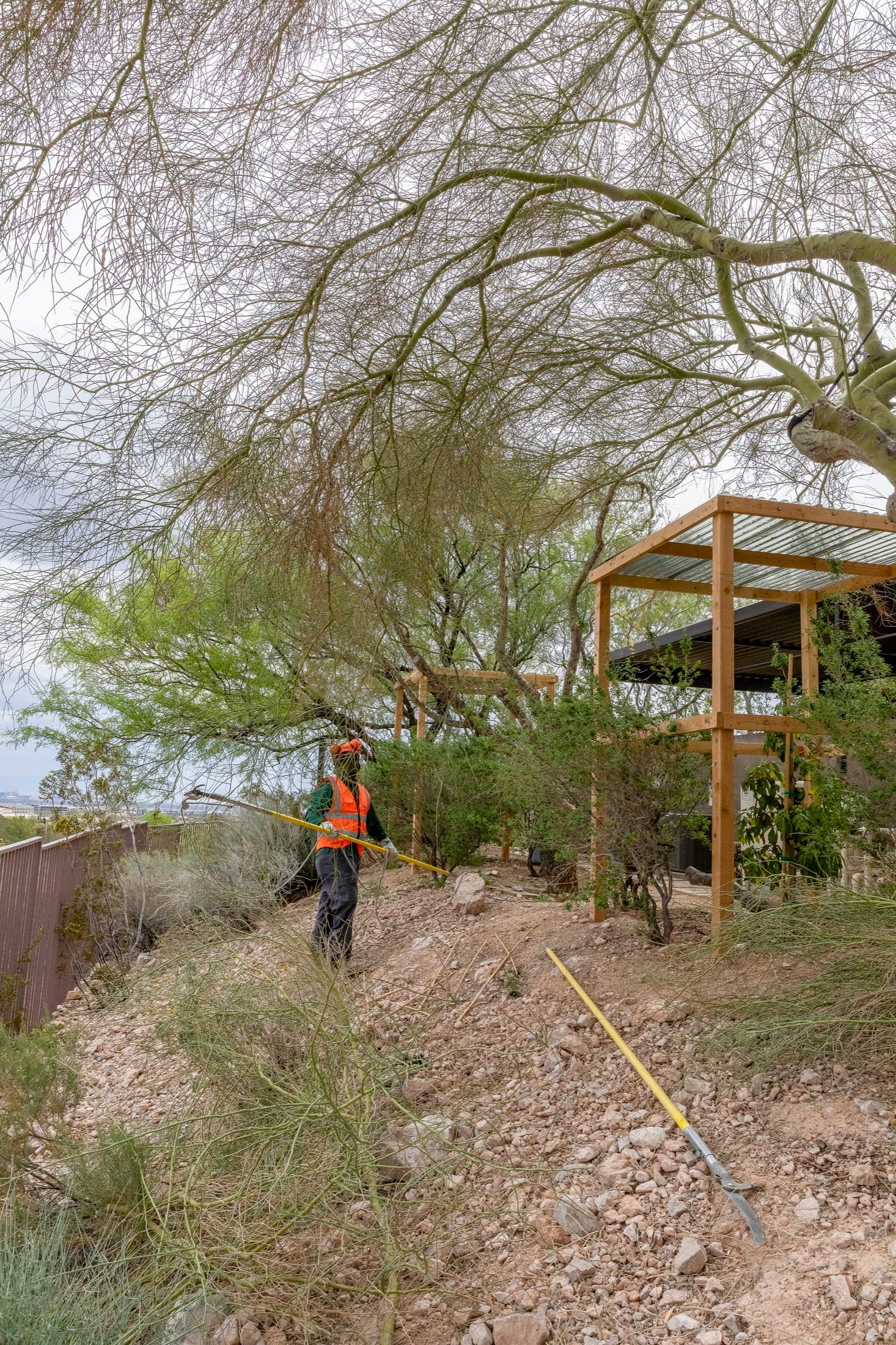 Tree service project in Las Vegas - photo 63
