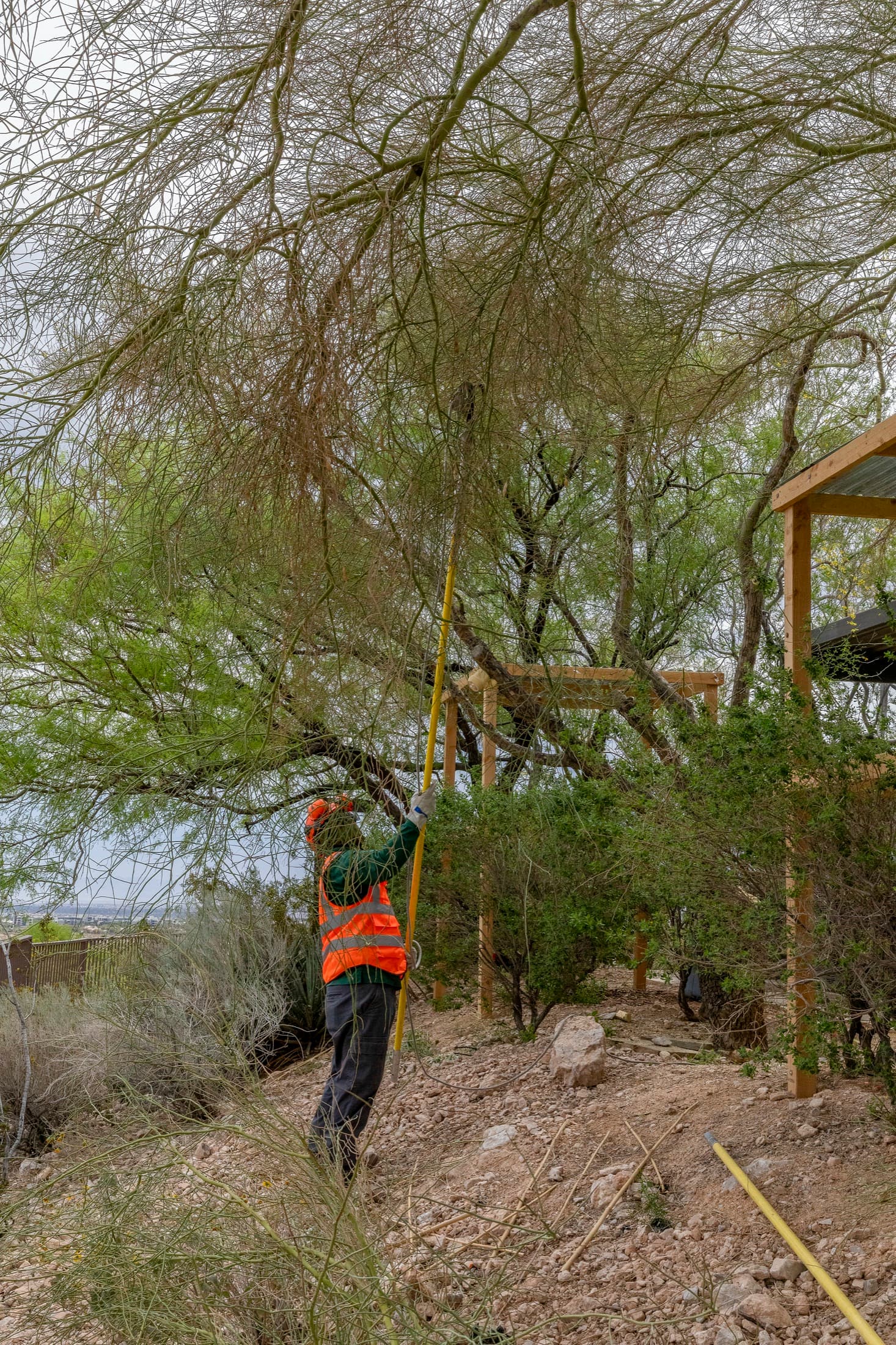 Tree service project in Las Vegas - photo 61