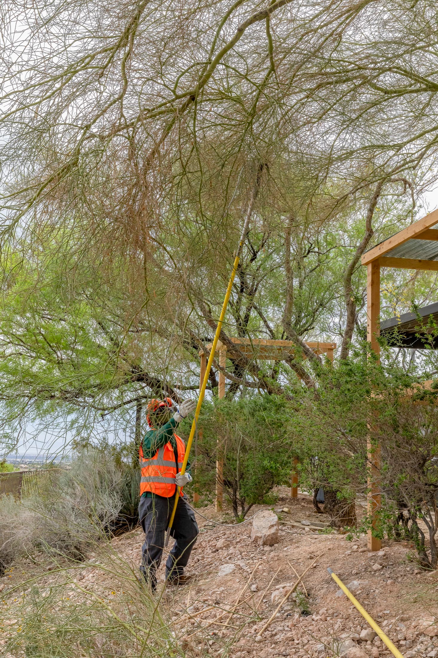 Tree service project in Las Vegas - photo 62