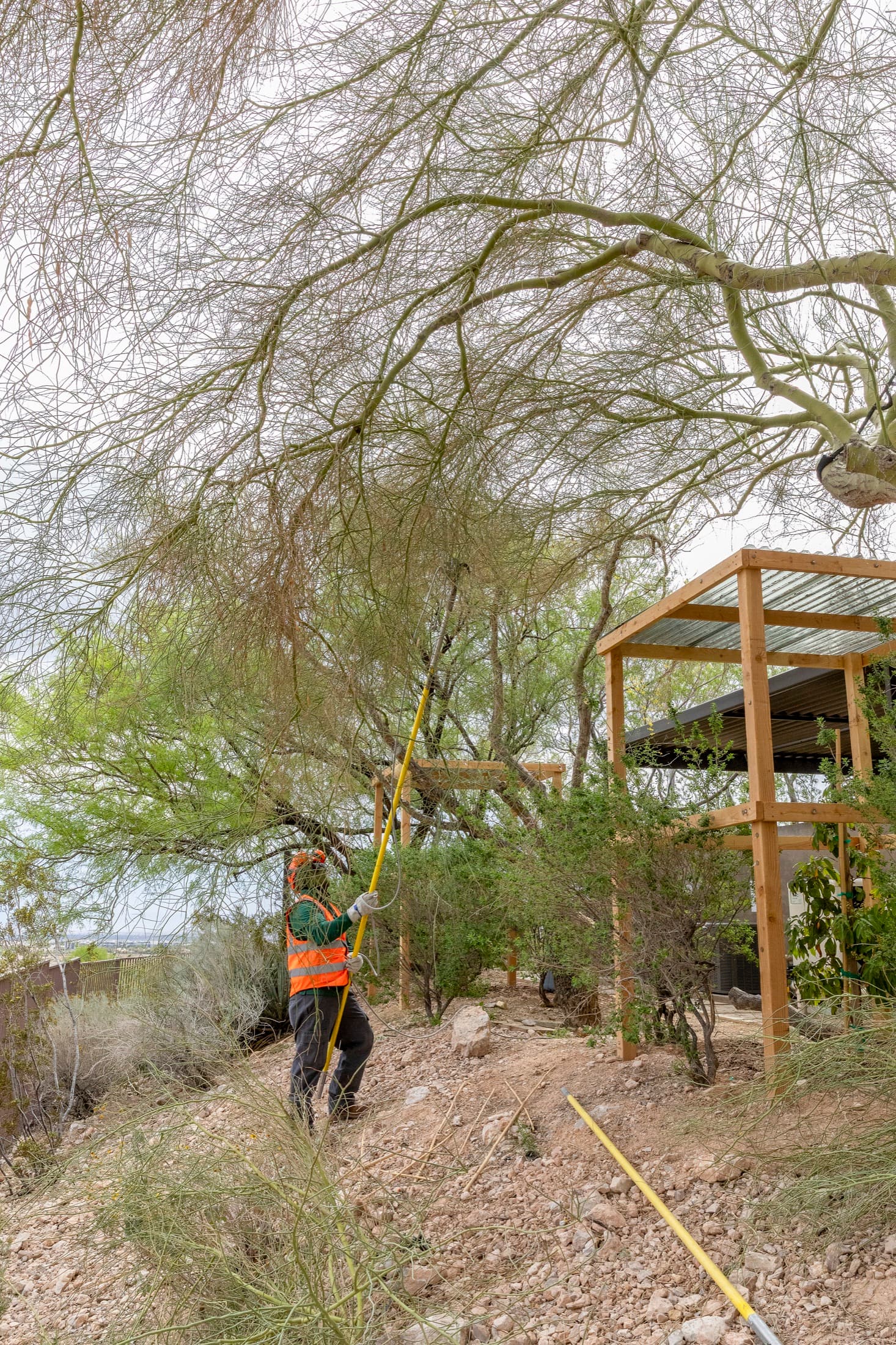 Tree service project in Las Vegas - photo 60