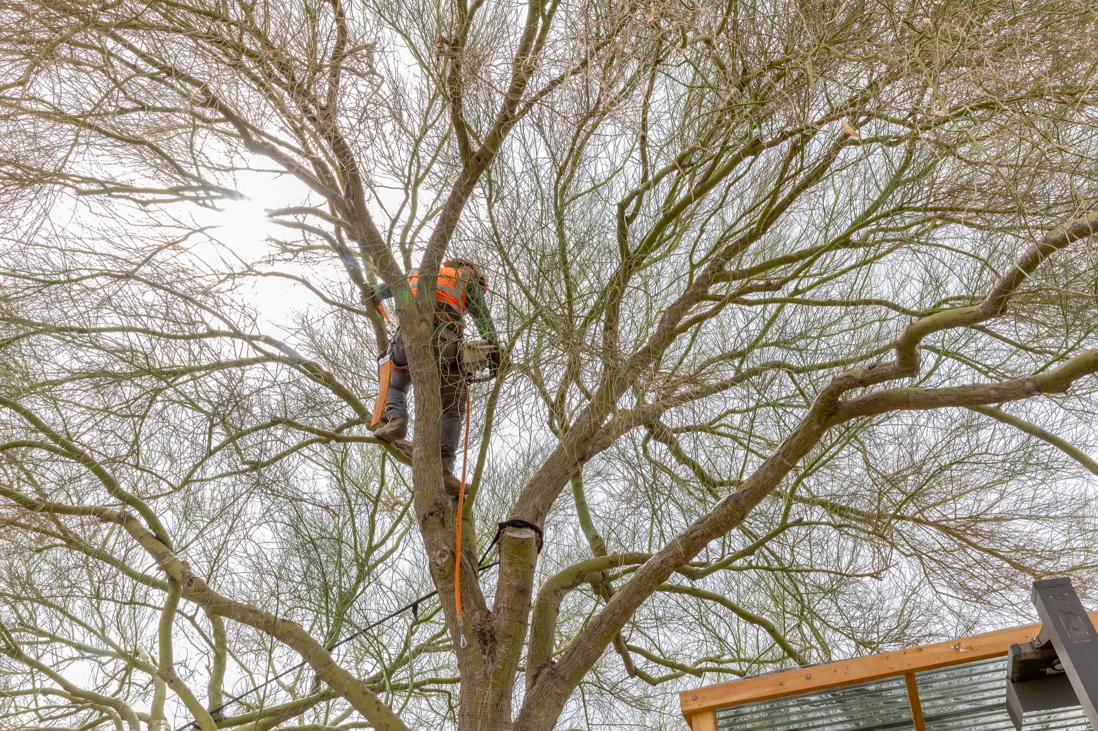 Tree service project in Las Vegas - photo 42
