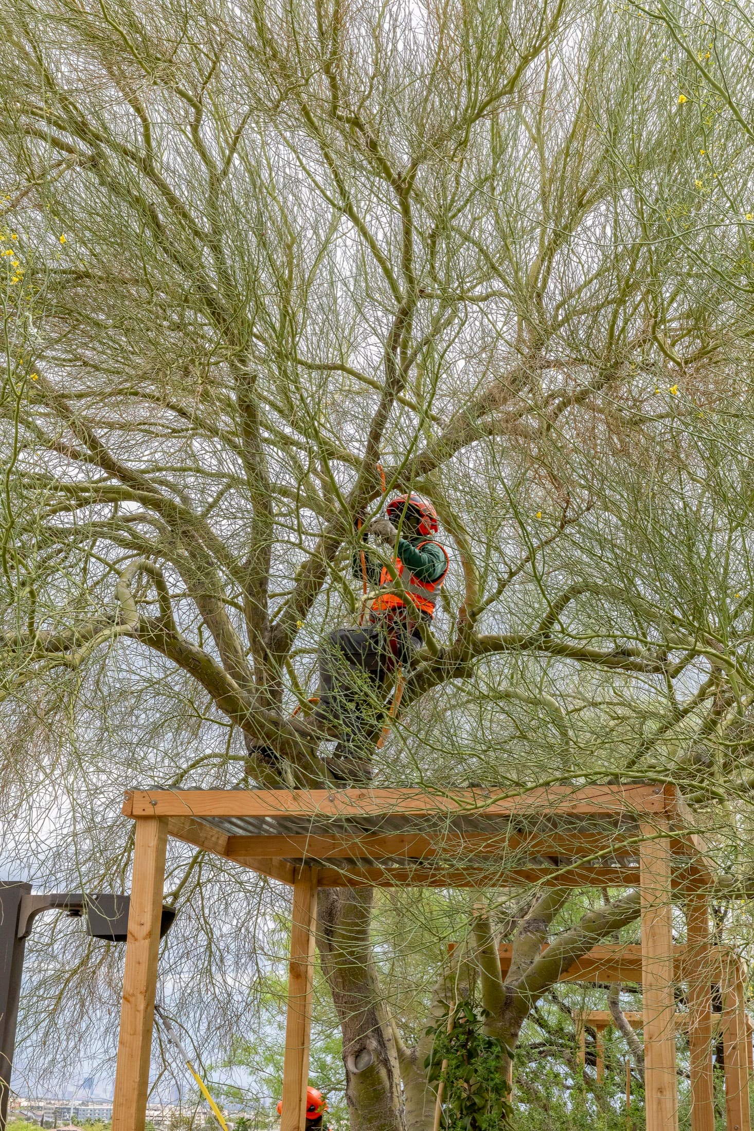 Tree service project in Las Vegas - photo 43