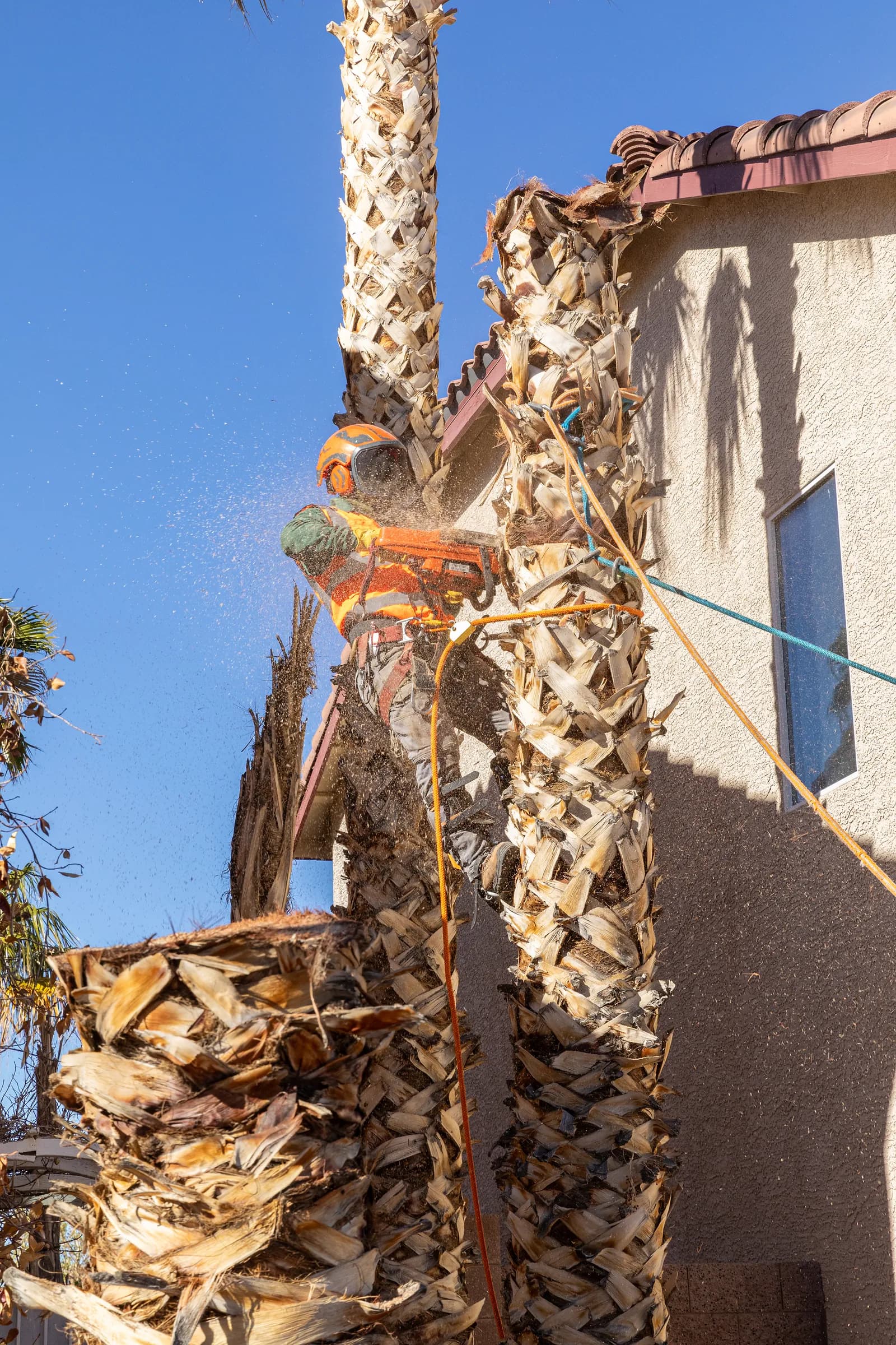 Benjamin's Tree Service climber cutting down a palm tree trunk beside a Las Vegas home