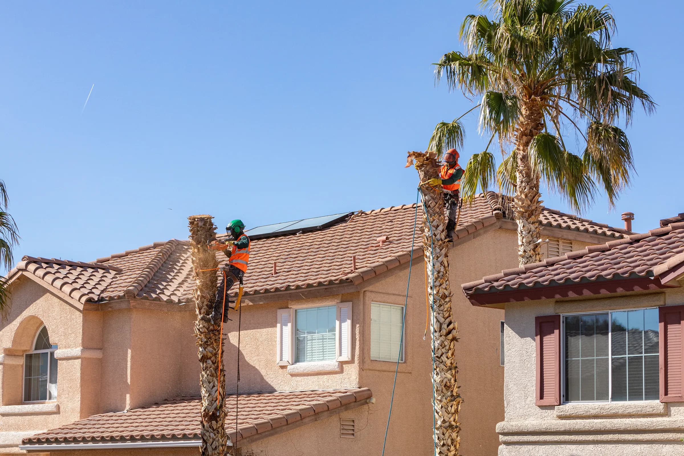 Two Benjamin's Tree Service climbers removing palm tree trunks at a two-story Las Vegas home