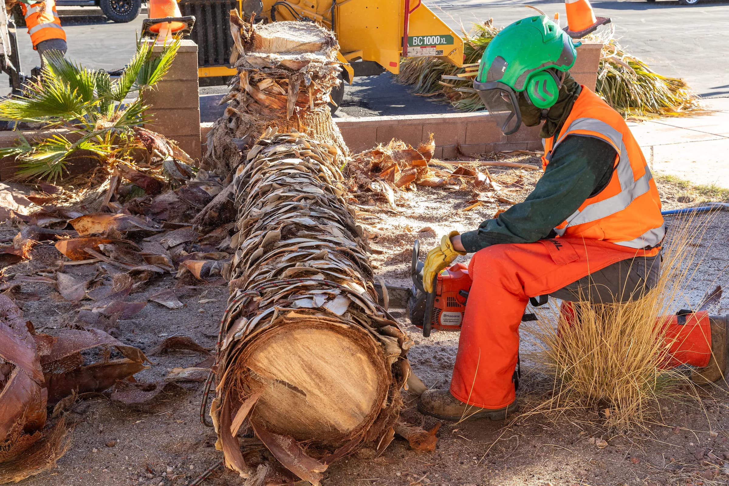 World Class Tree Removal