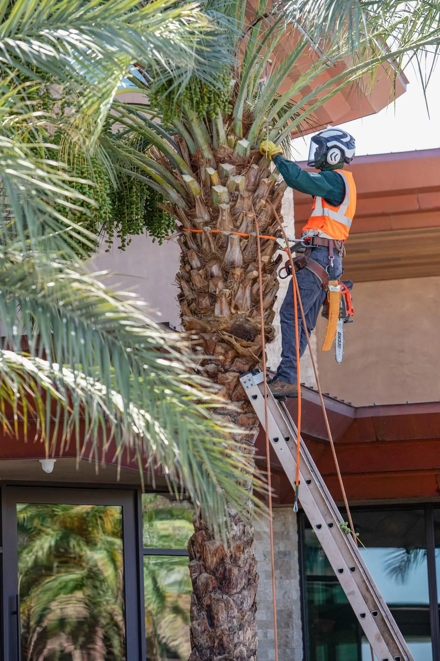 Tree service project in Las Vegas - photo 80