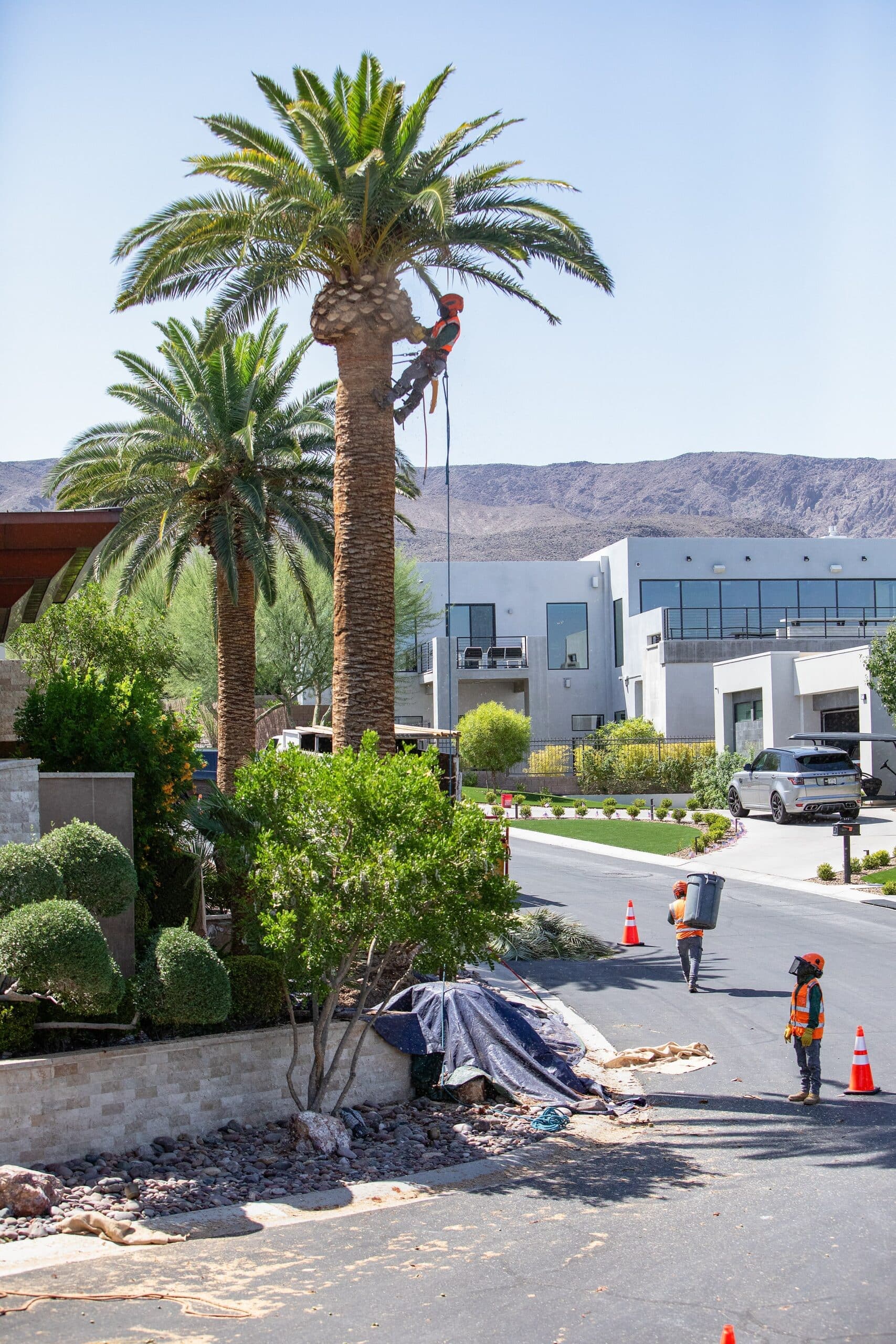 Tree service project in Las Vegas - photo 74