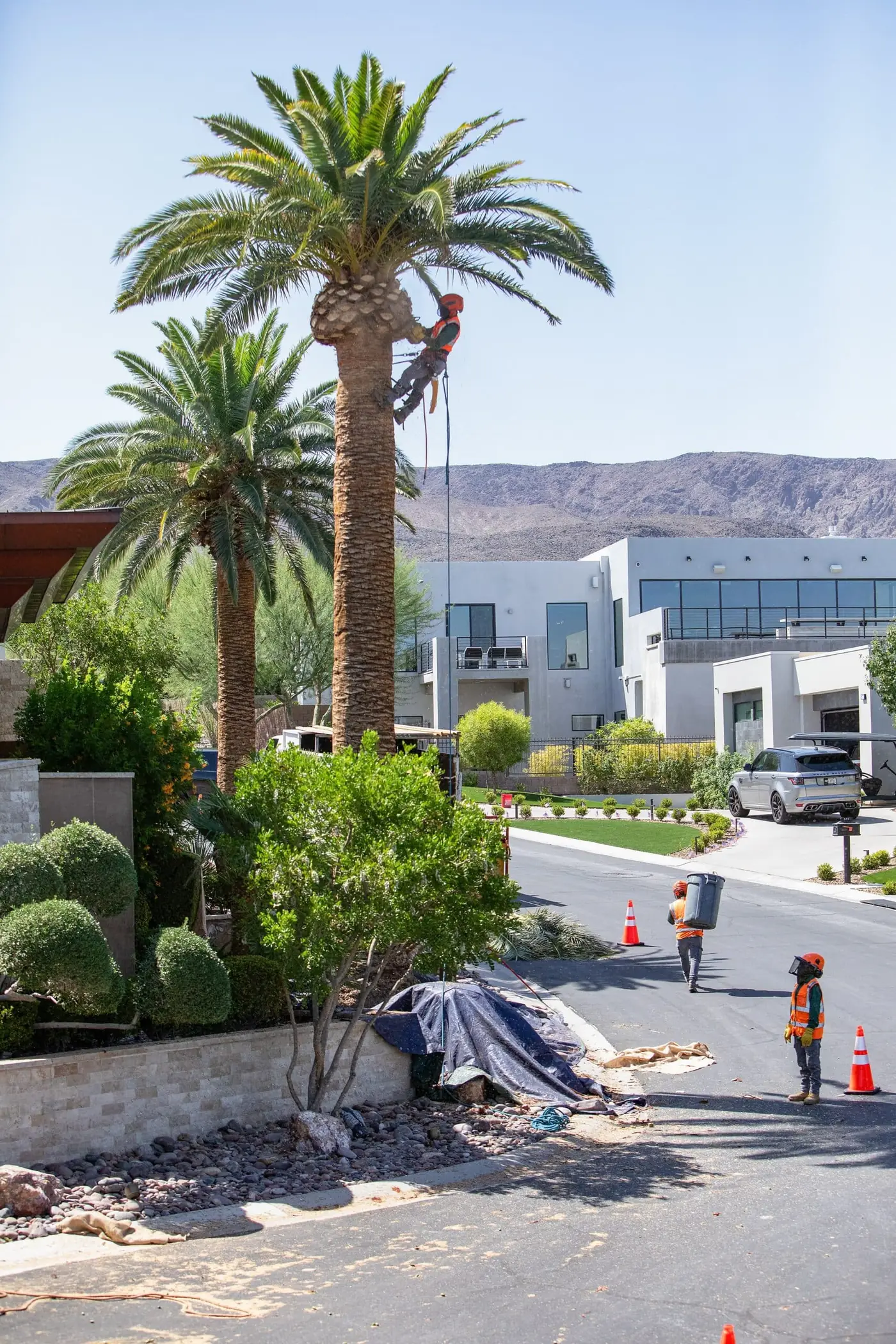 Tree service project in Las Vegas - photo 11