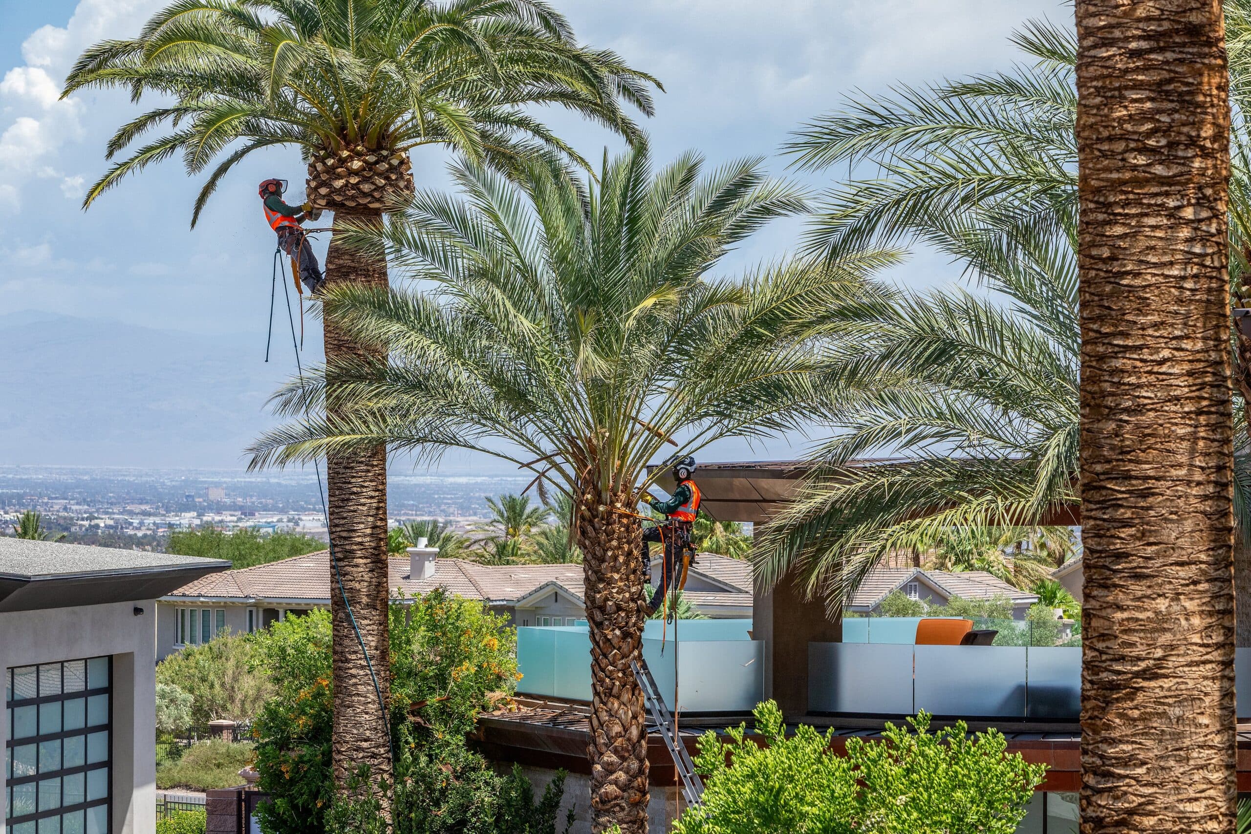 Tree service project in Las Vegas - photo 52