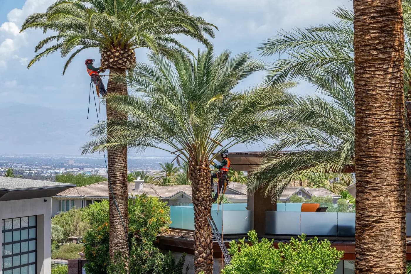 Tree service project in Las Vegas - photo 108