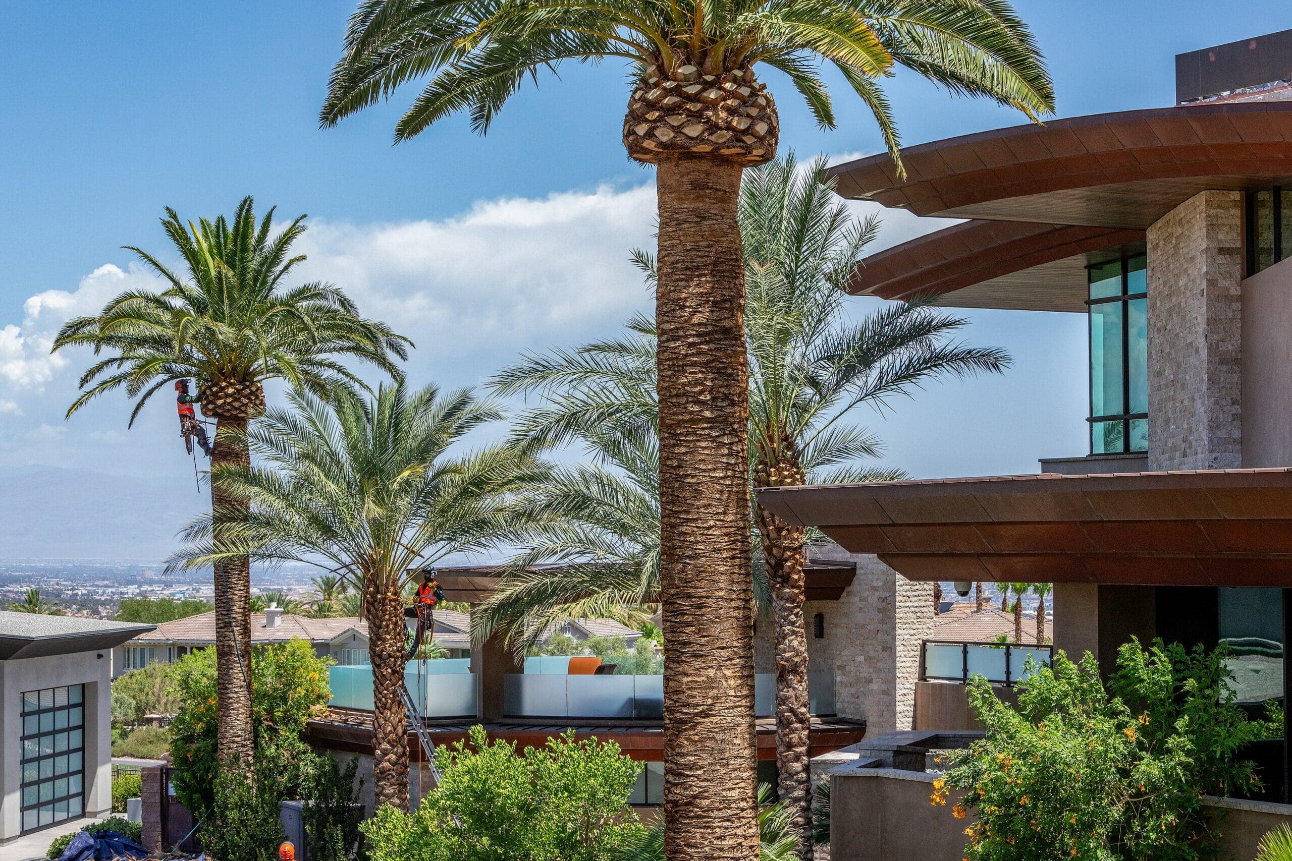 Tree service project in Las Vegas - photo 86