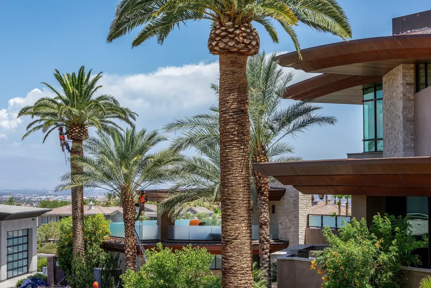 Tree service project in Las Vegas - photo 26