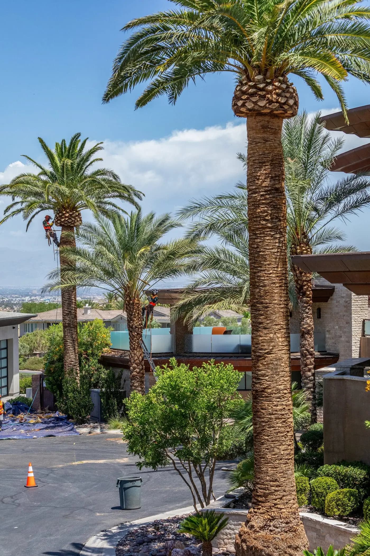 Tree service project in Las Vegas - photo 27