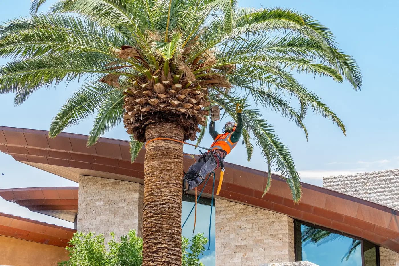 Tree service project in Las Vegas - photo 107