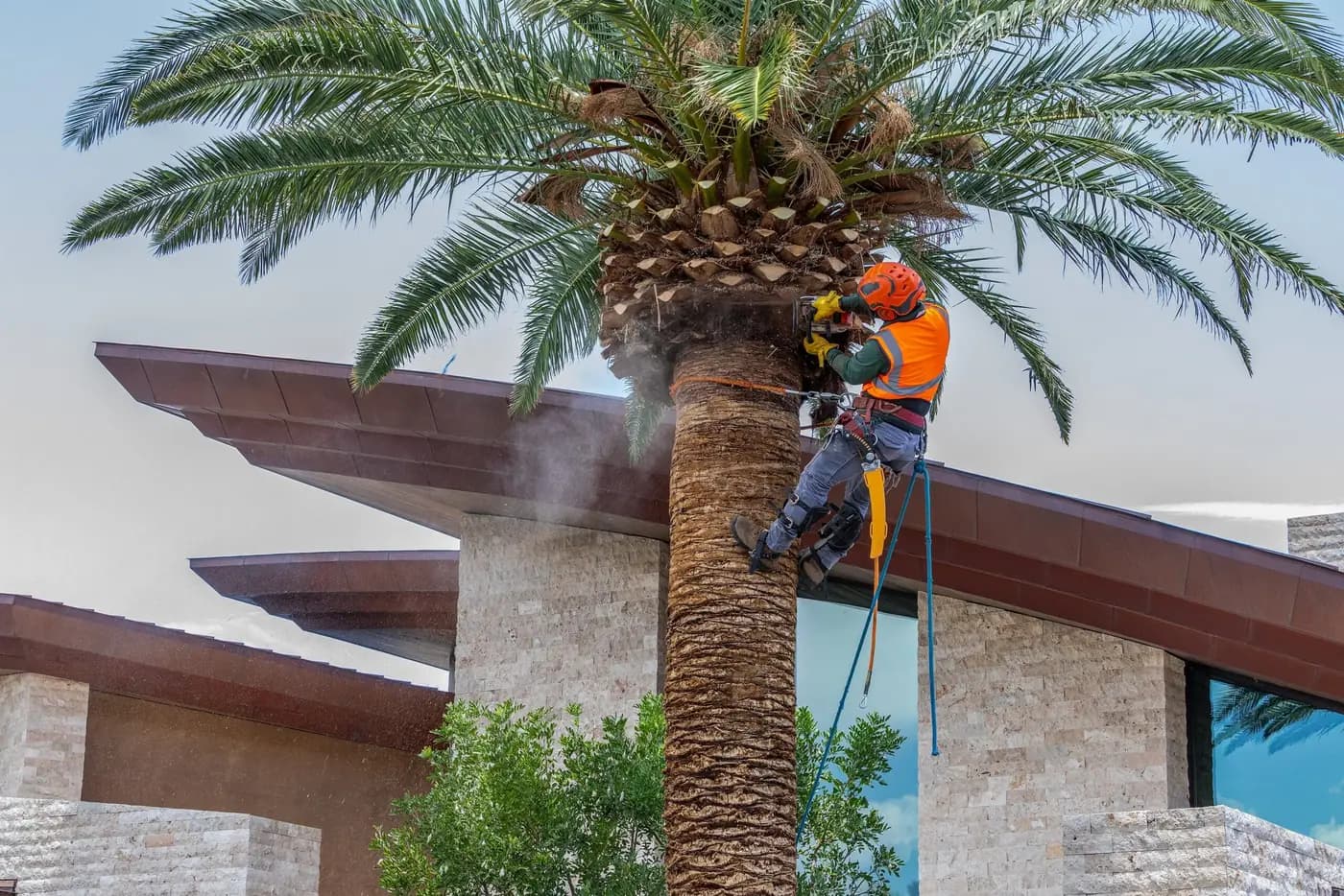 Tree service project in Las Vegas - photo 71