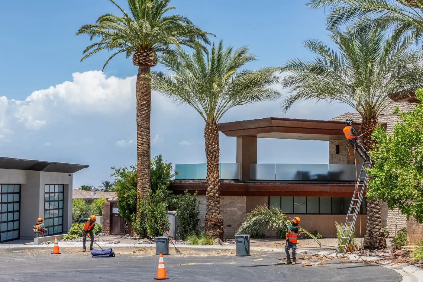 Tree service project in Las Vegas - photo 53